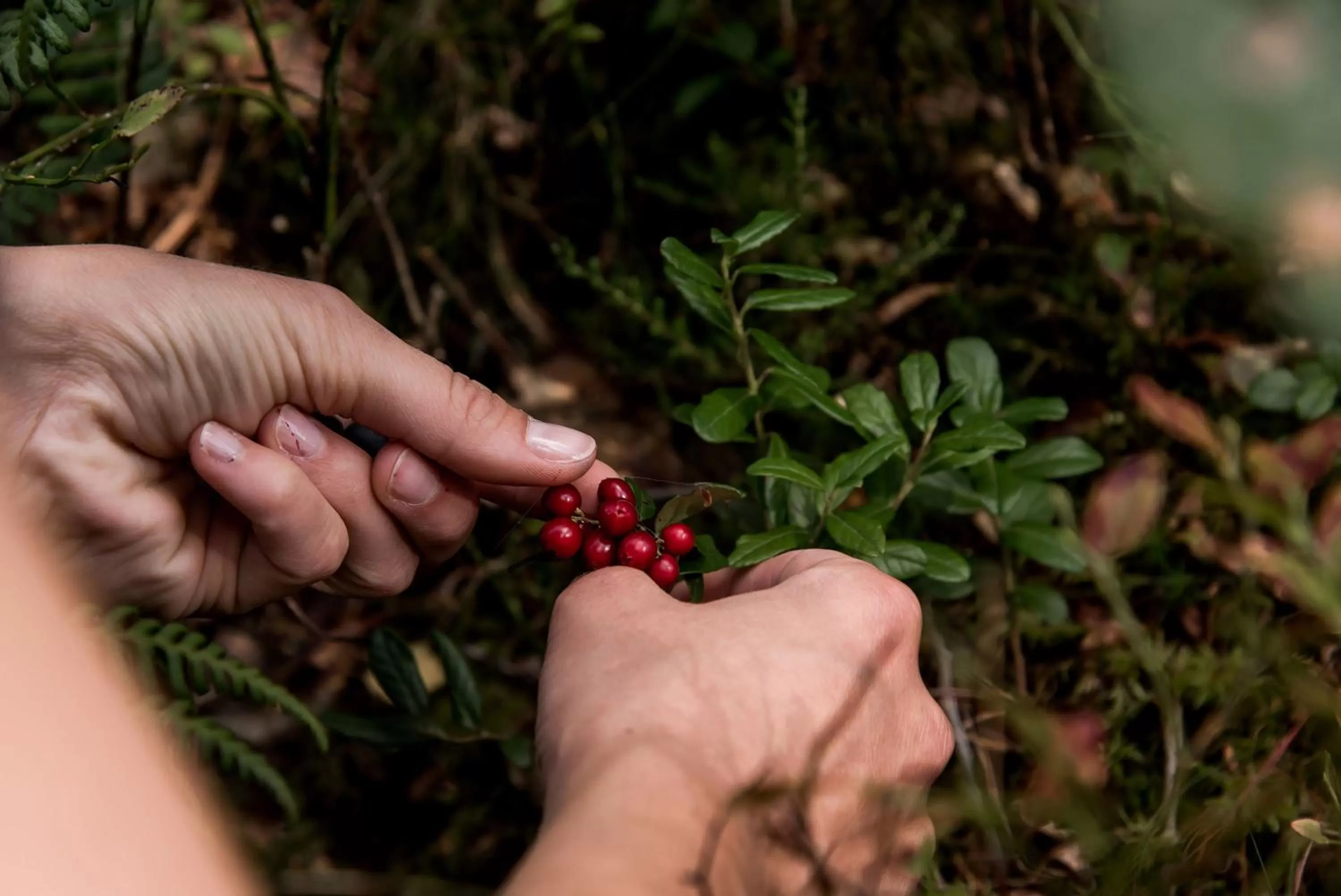 Natural landscape in Billingehus