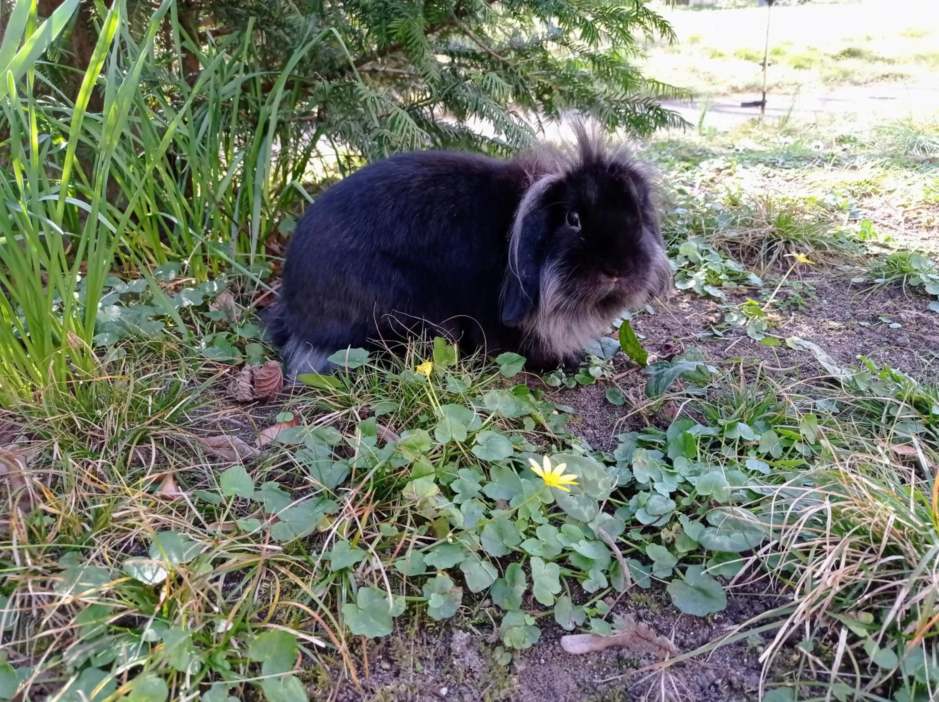 Garden in La Maucannière