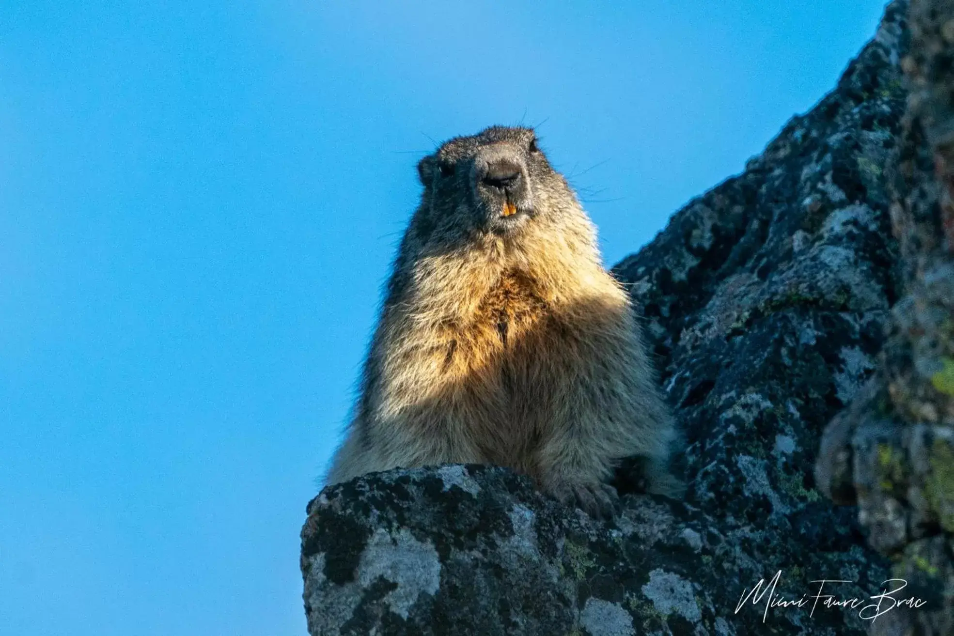 Animals, Other Animals in Le Bacchu Ber