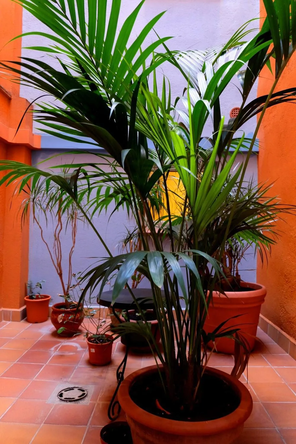 Patio in Hotel Carmen
