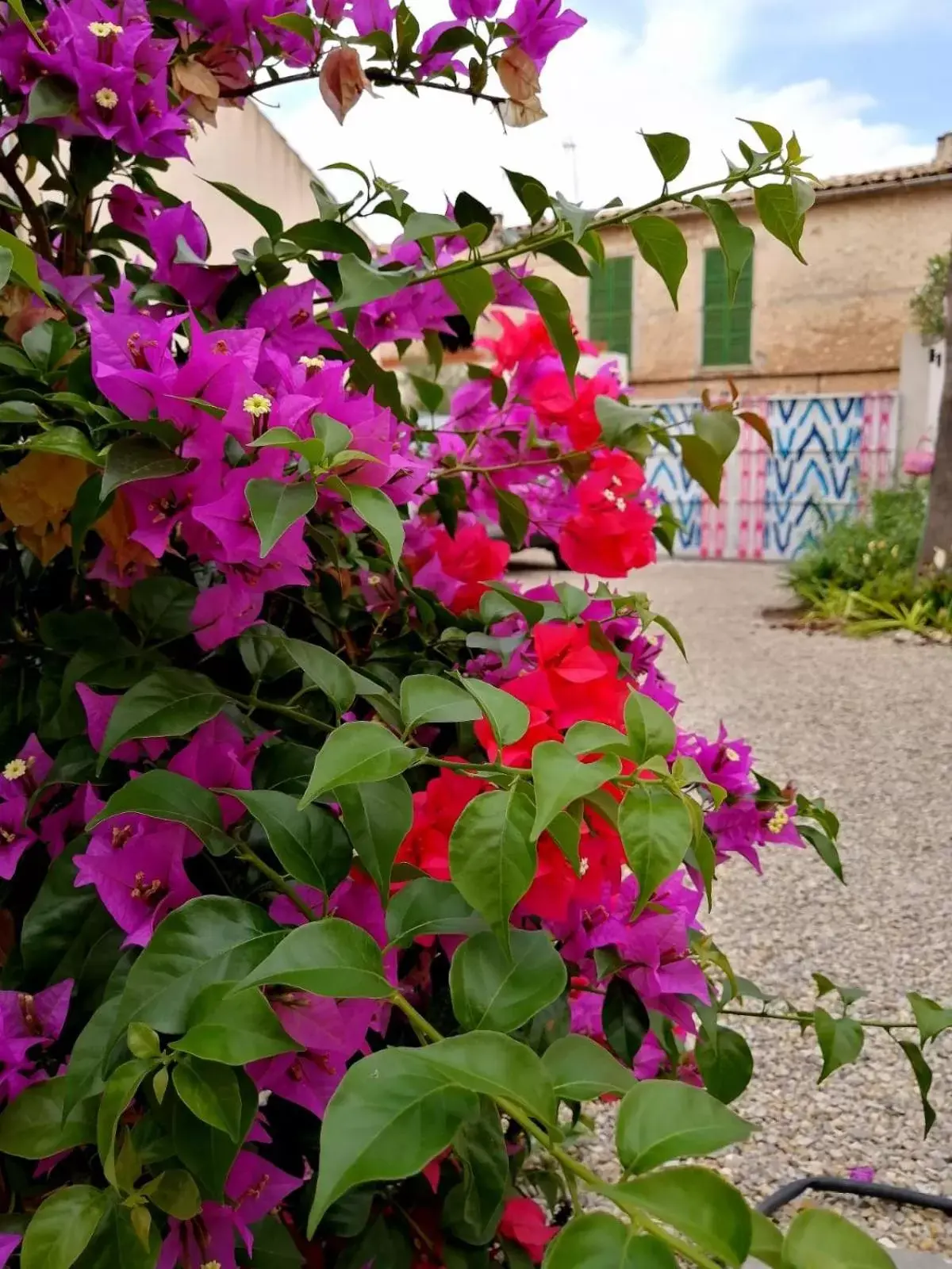 Garden, Property Building in Ten Mallorca - Adults Only