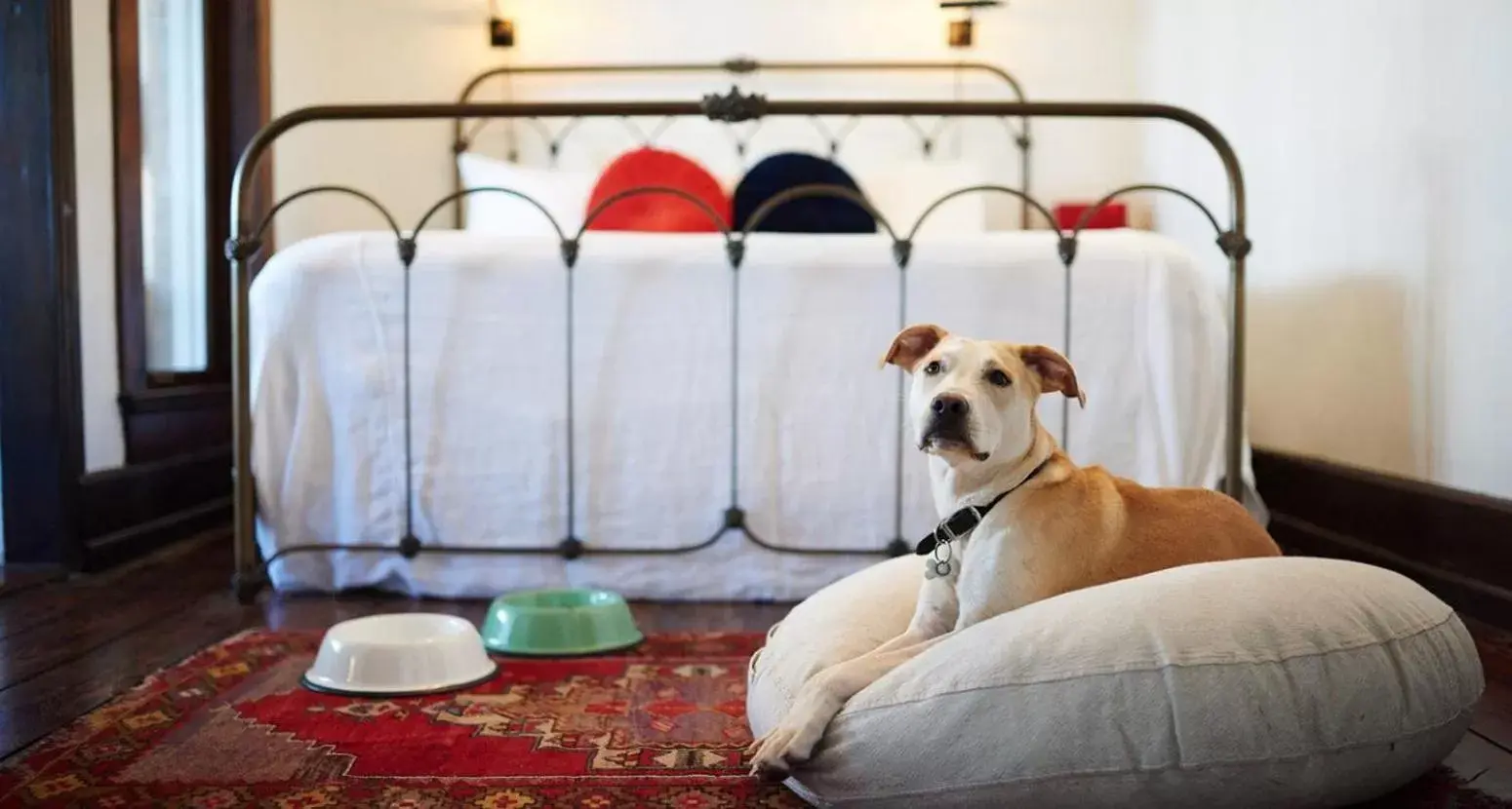 Pets, Bed in Hotel Havana
