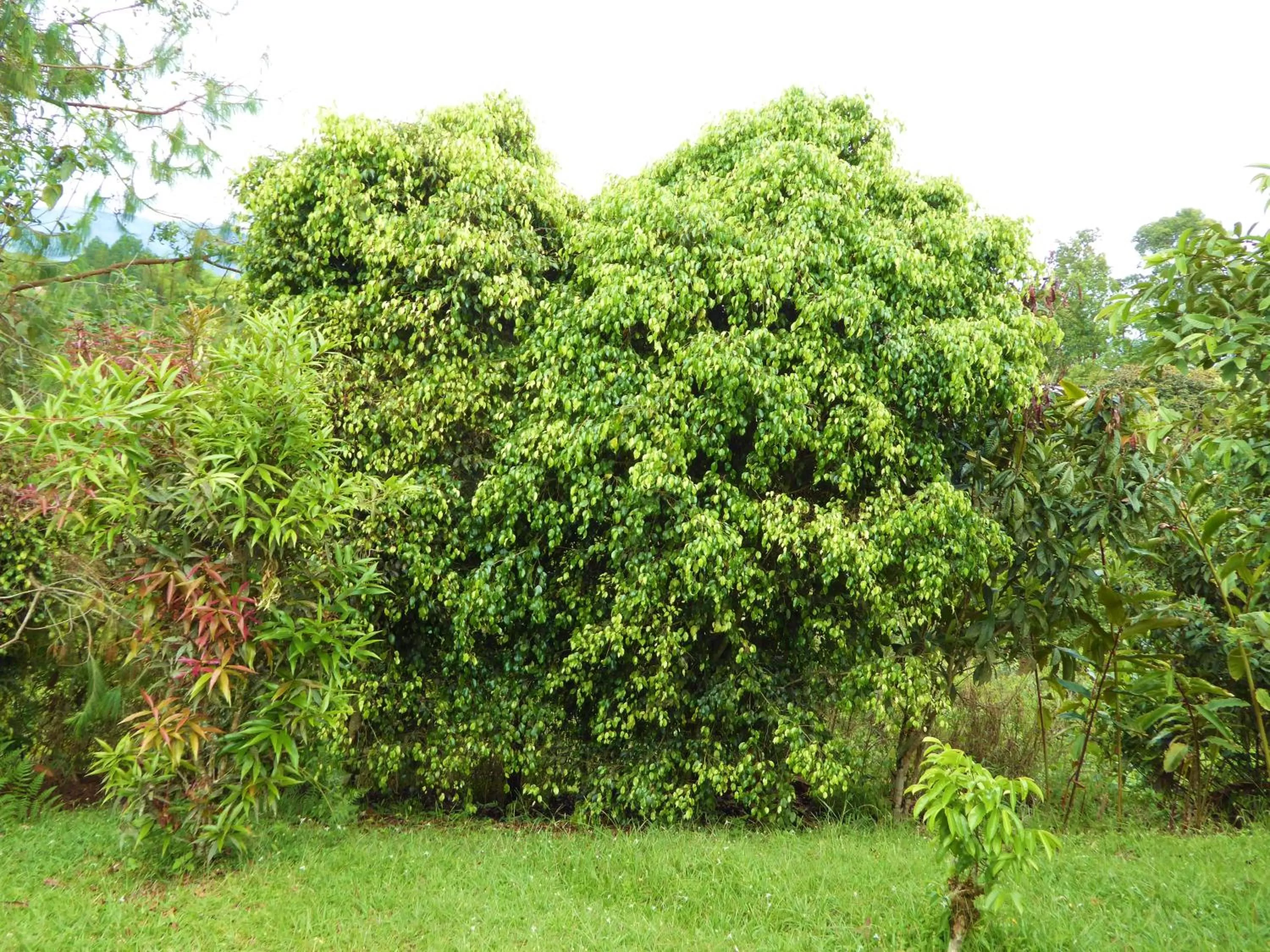 Garden in Finca El Cielo