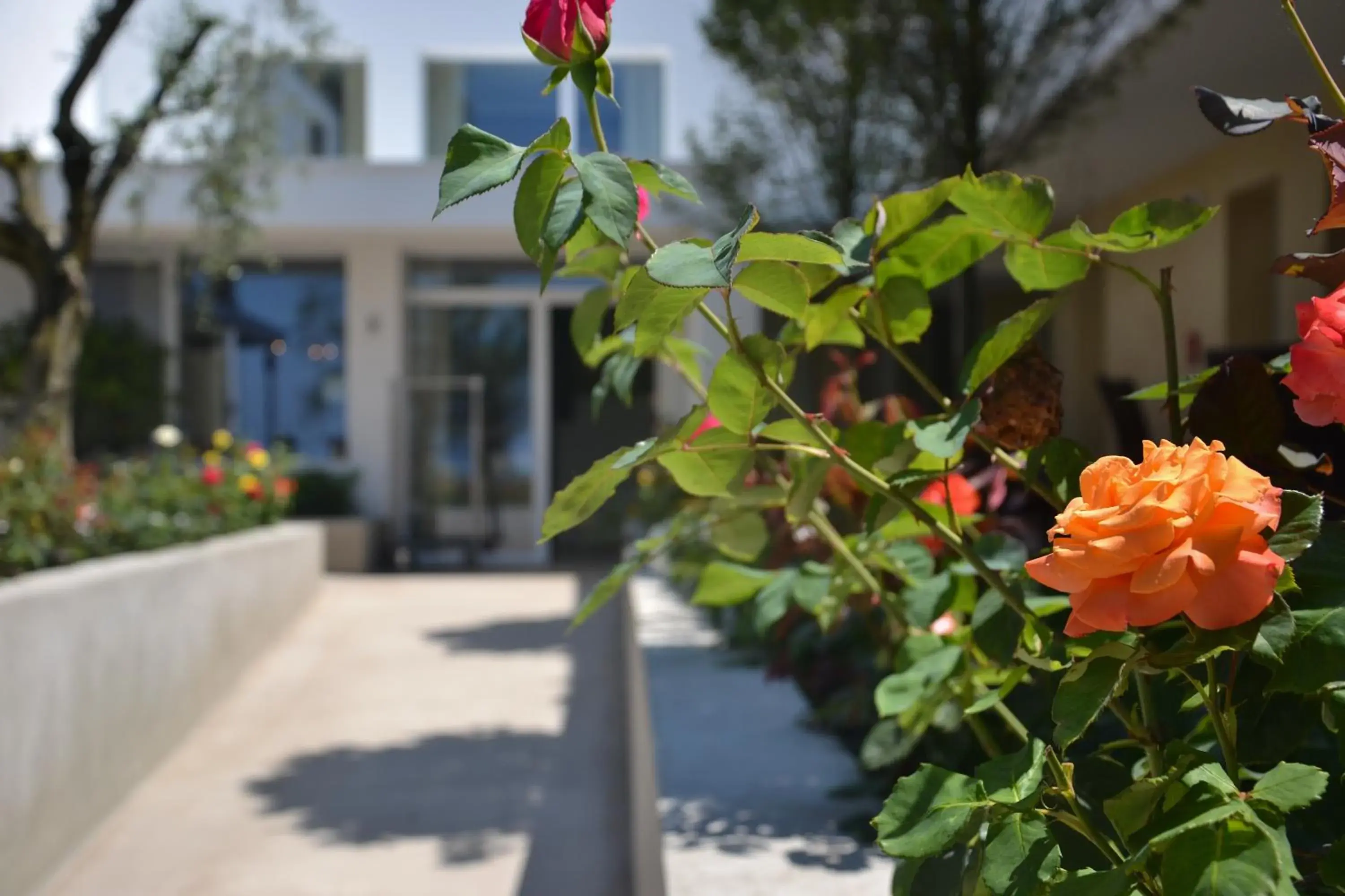 Day, Patio/Outdoor Area in Hotel Maximilian