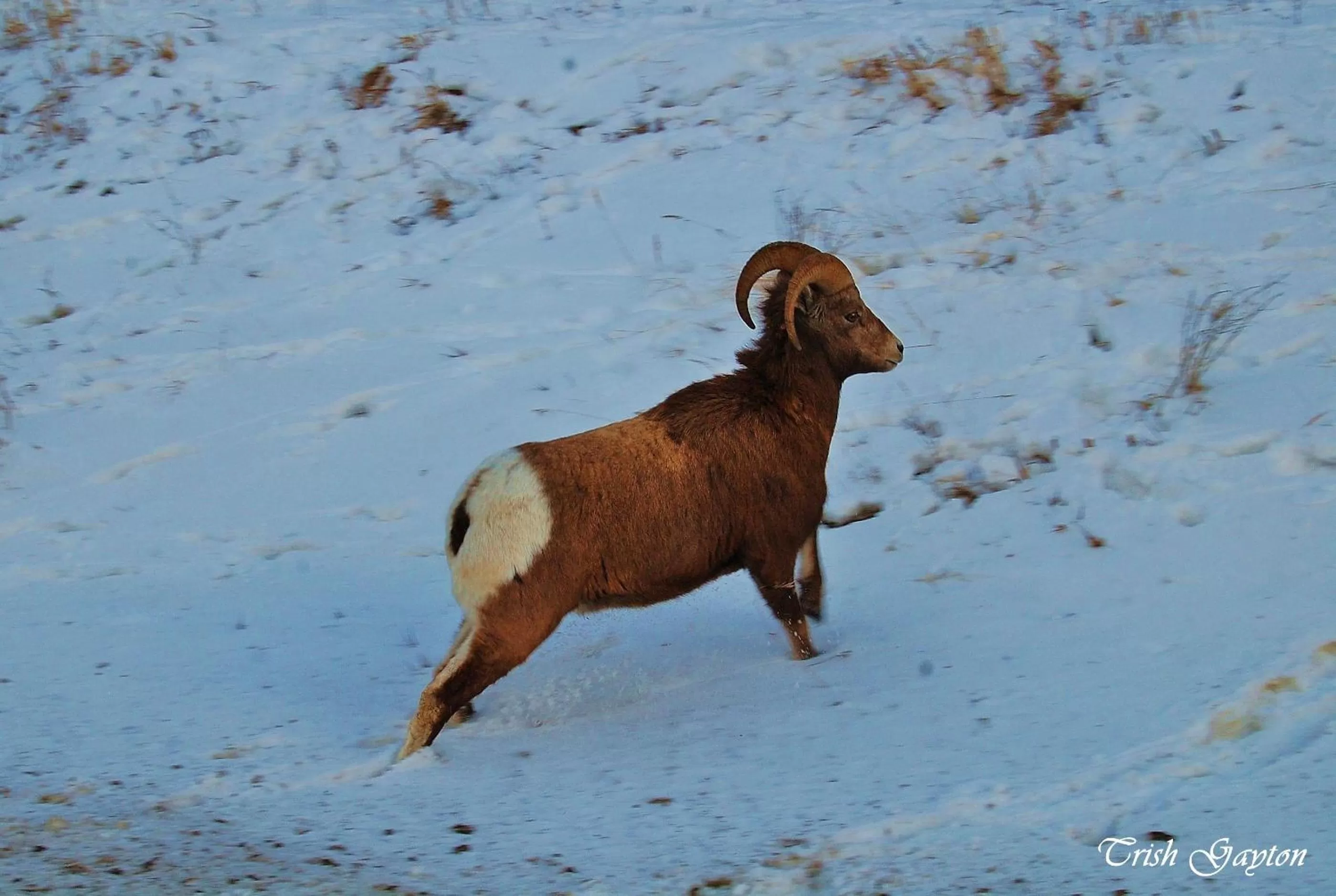 Animals in Paradise Resort Club and Spa