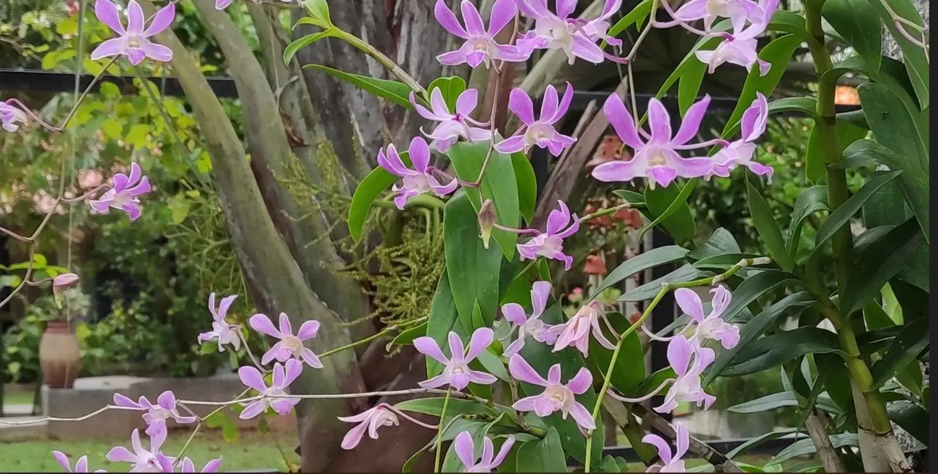 Garden view in Morning Star Resorts Garden view in Morning Star Resorts
