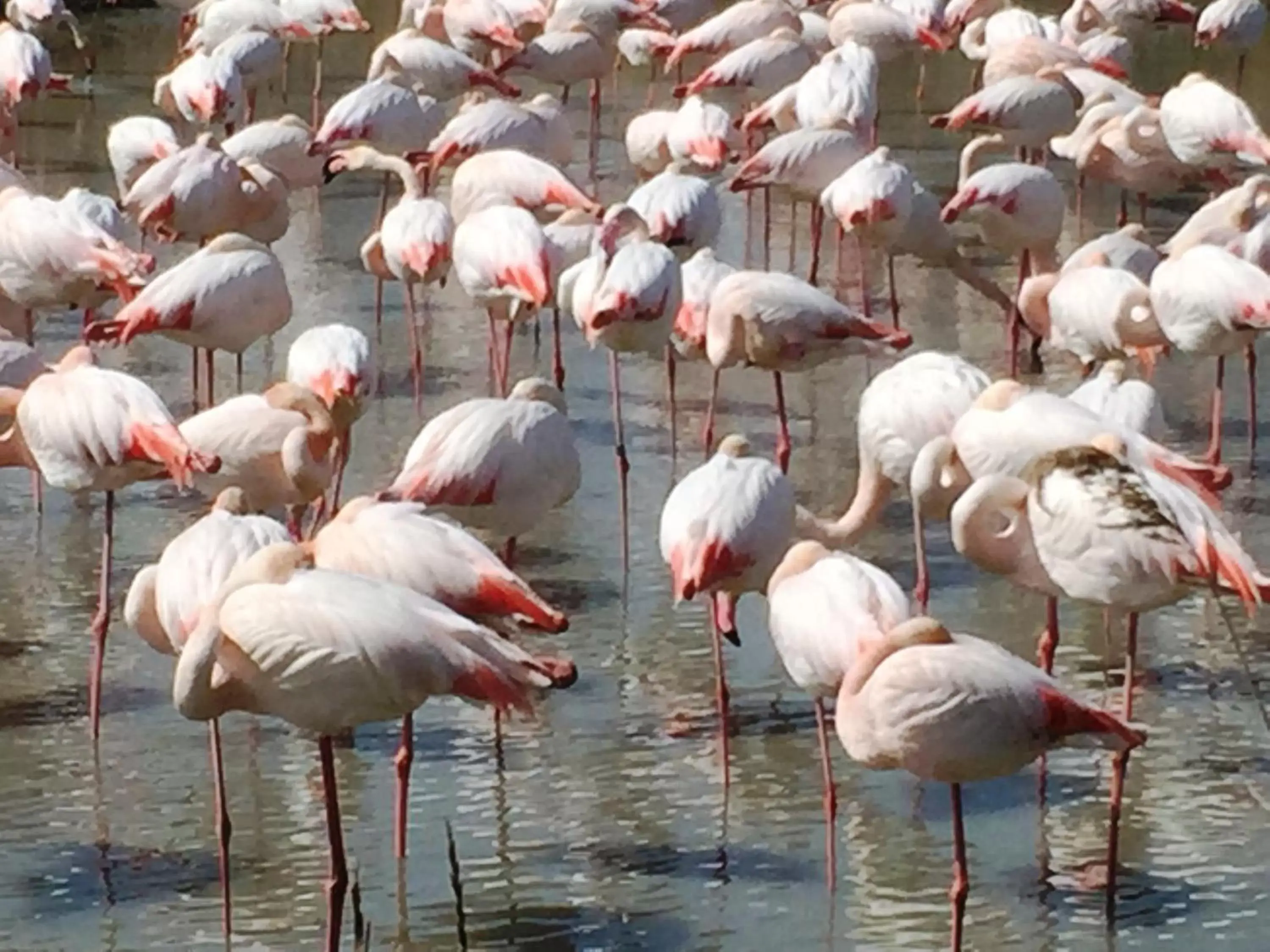 Other Animals in L' Oustau Blanc B&B