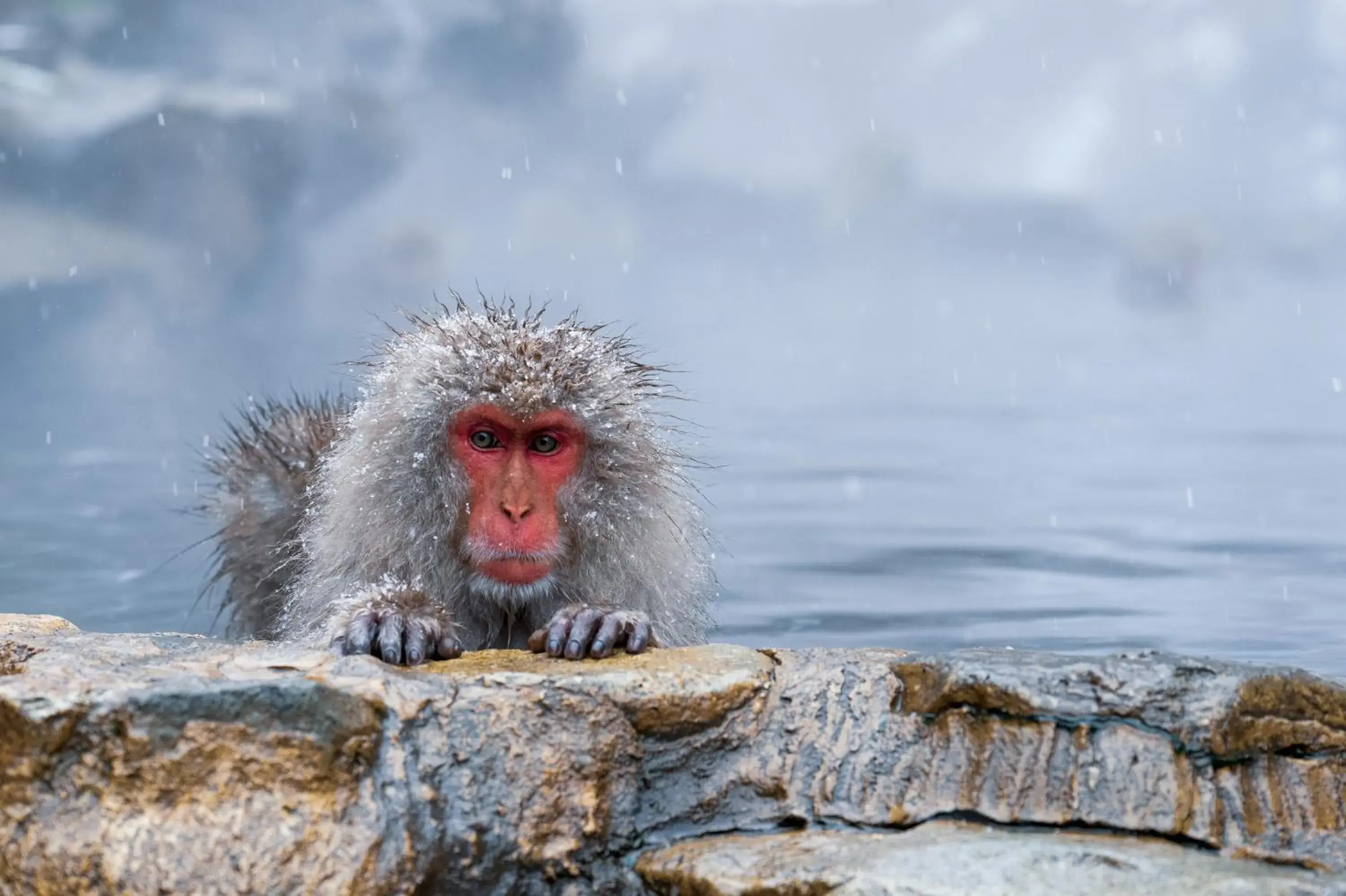 Nearby landmark, Other Animals in Suminoyu