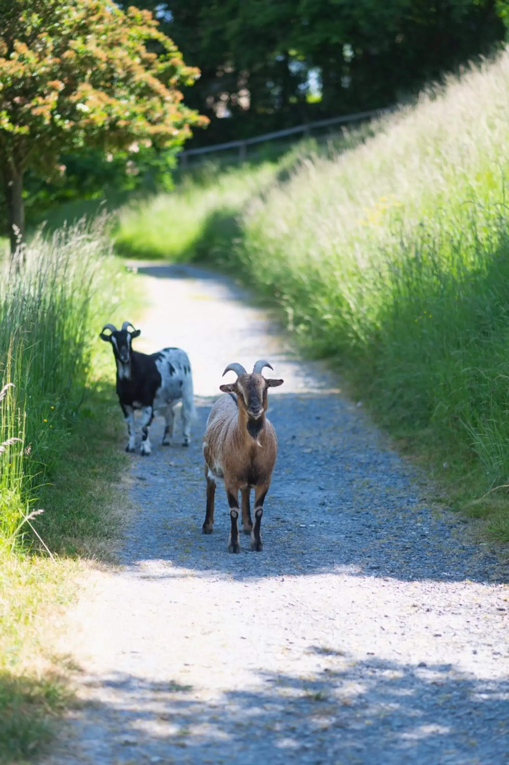 Animals, Other Animals in Le Clos de Grâce