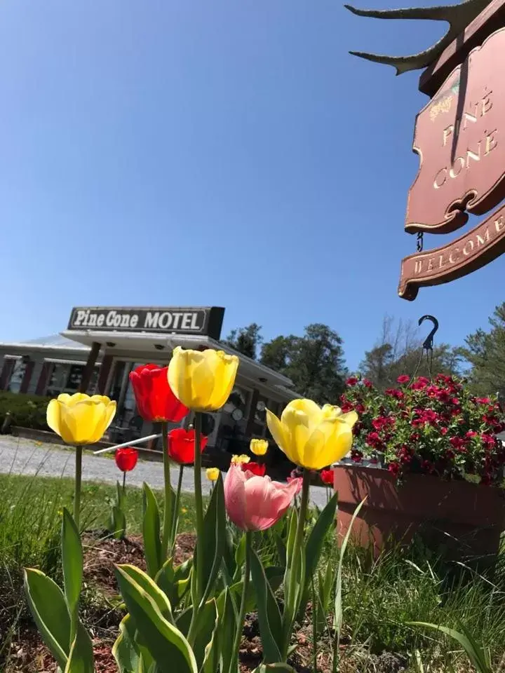 Pinecone Motel