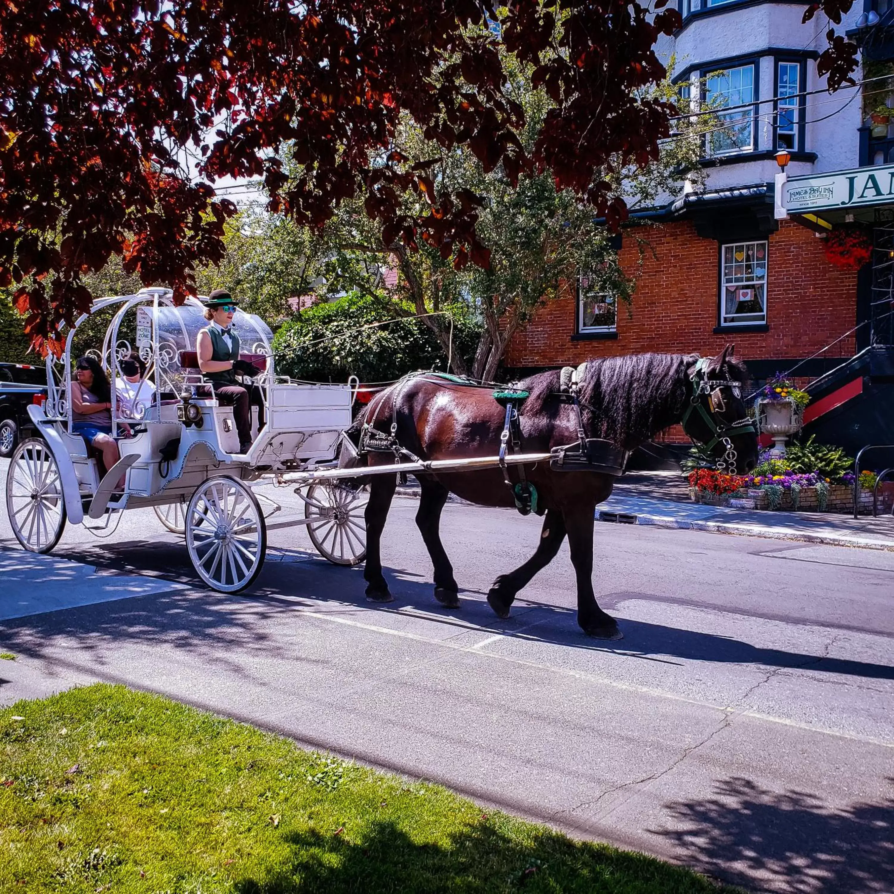 Animals in James Bay Inn Hotel, Suites & Cottage