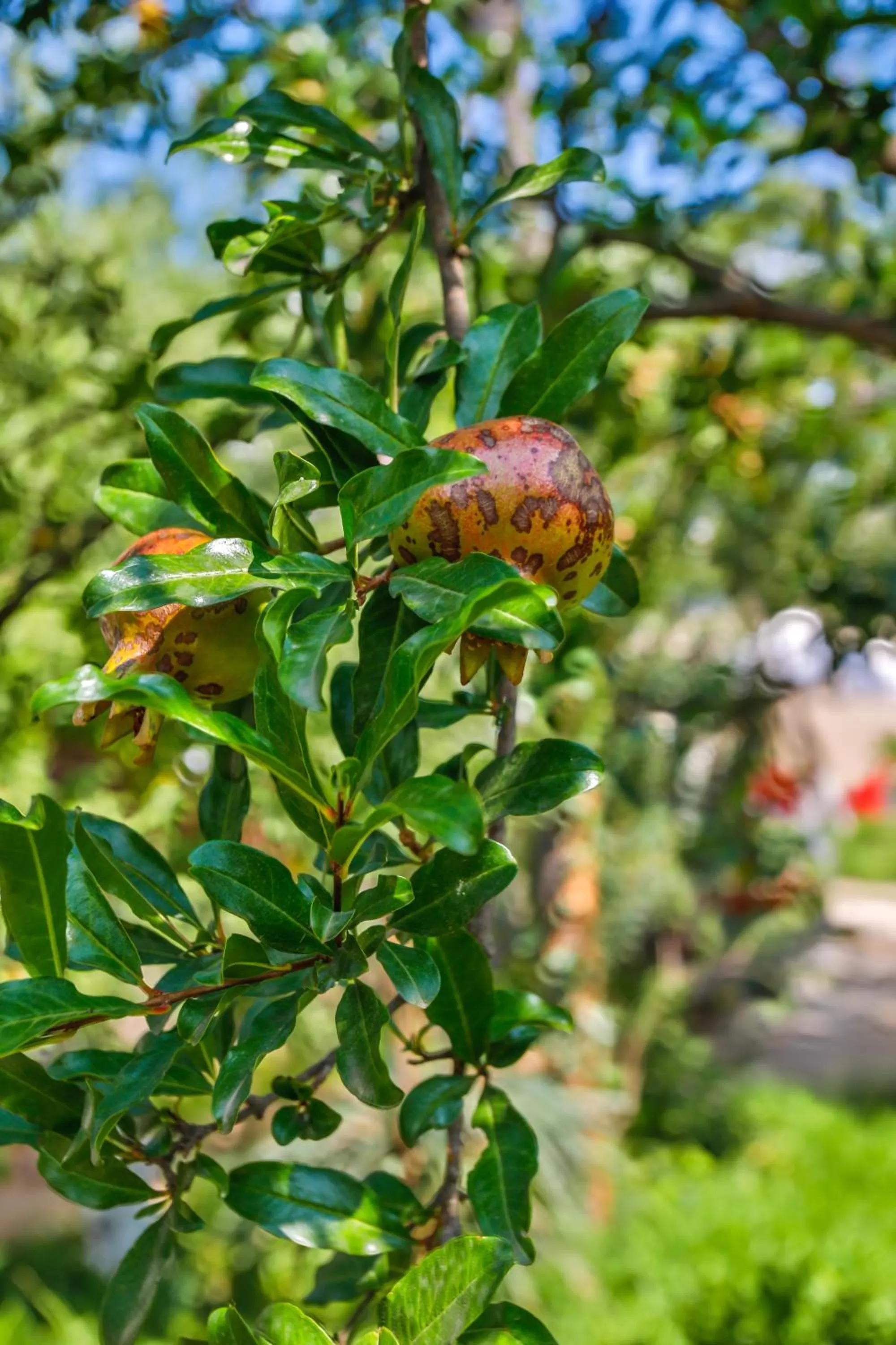 Garden, Other Animals in Book Hotel