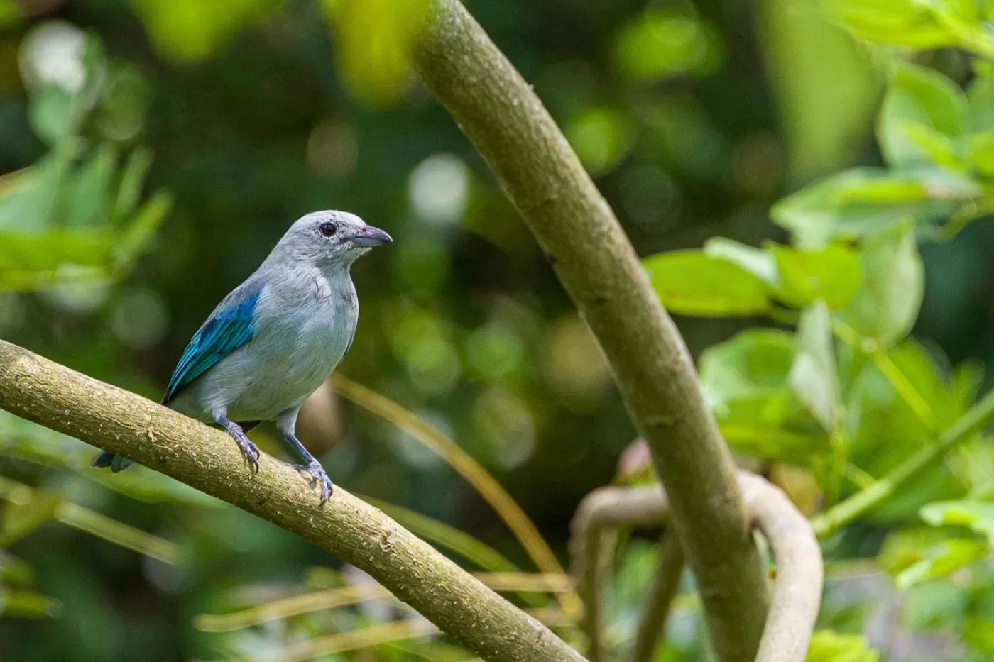 Natural landscape in MuchoSur Quimbaya