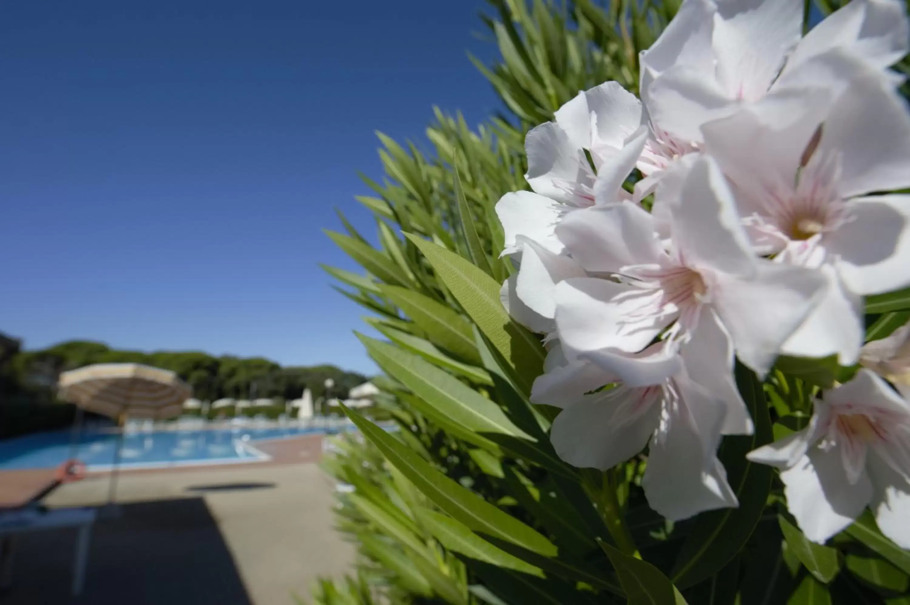 Swimming Pool in Le Residenze di Santa Costanza - Mirto/Corbezzolo