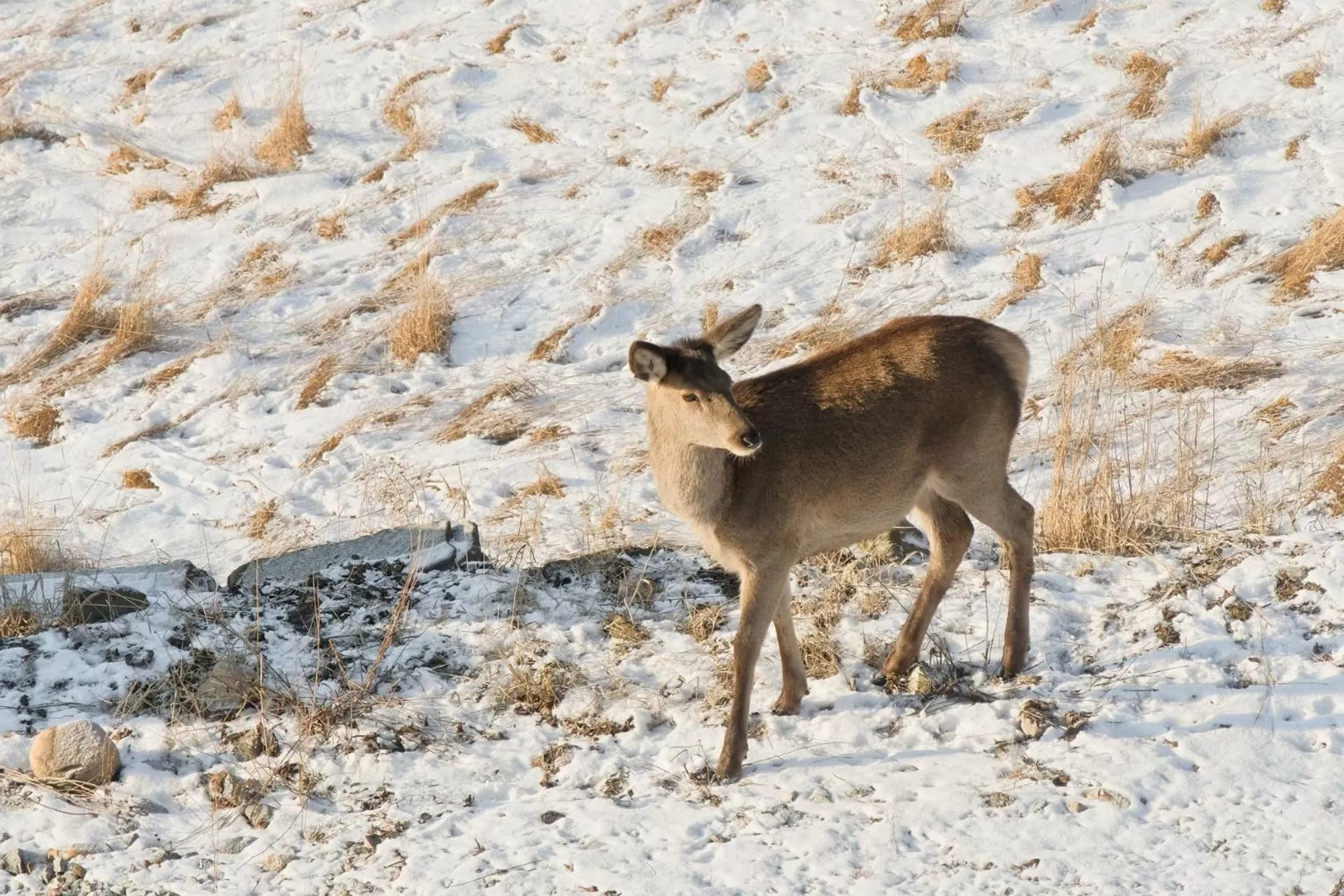 Day in Apartamenty Maciejka Odkryj Zakopane