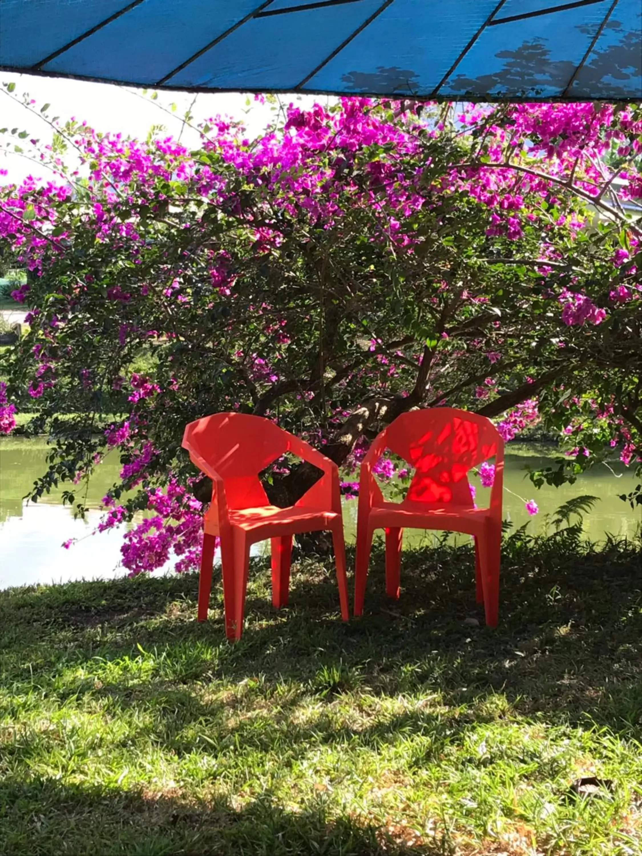 Garden in Hotel Colores del Arenal