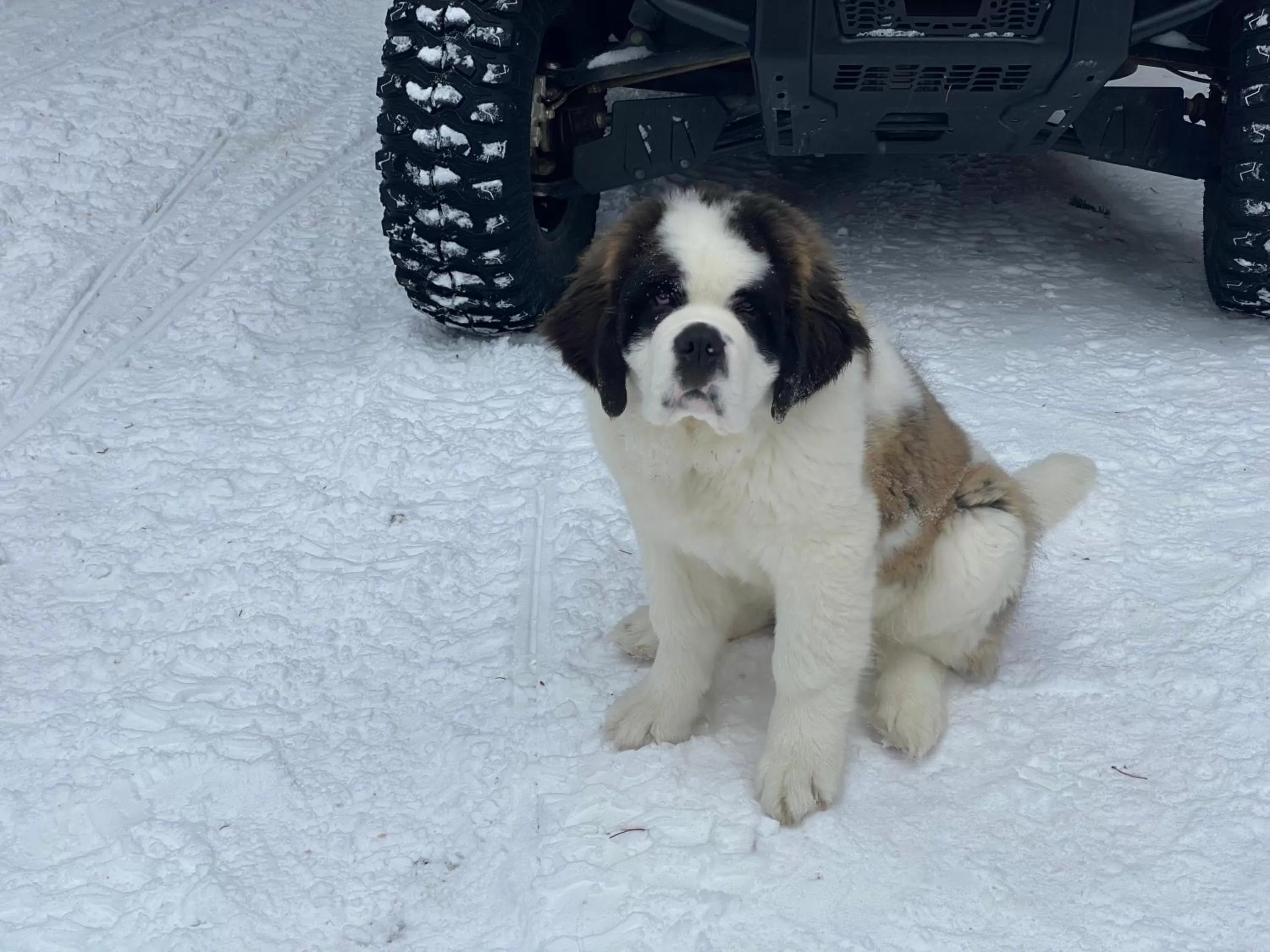 Pets in Antlers Lodge