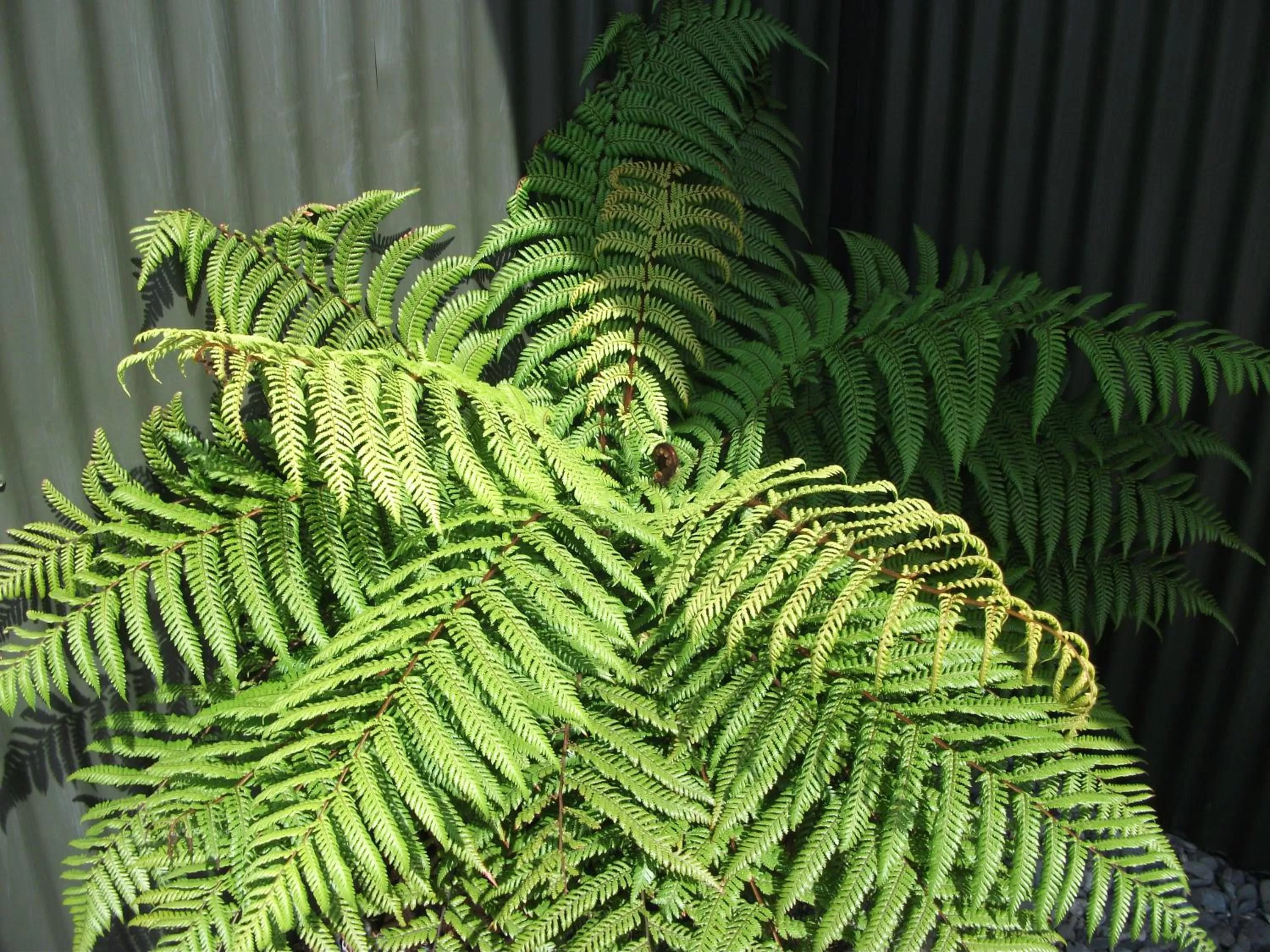 Day in Scenicland Motels