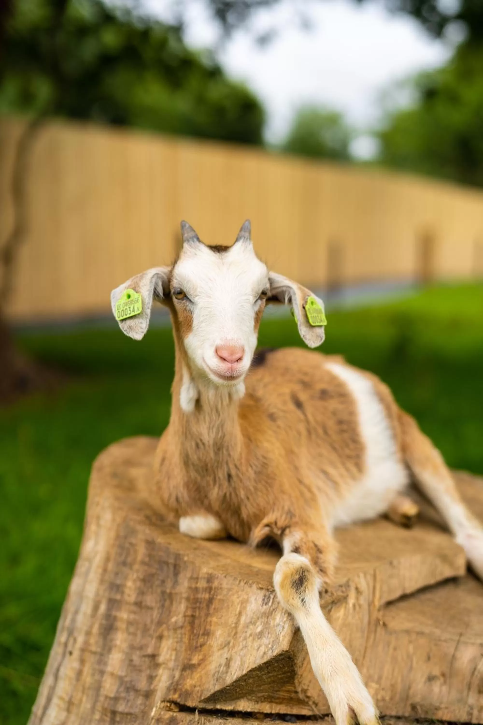 Animals in Radisson BLU Hotel and Spa, Limerick