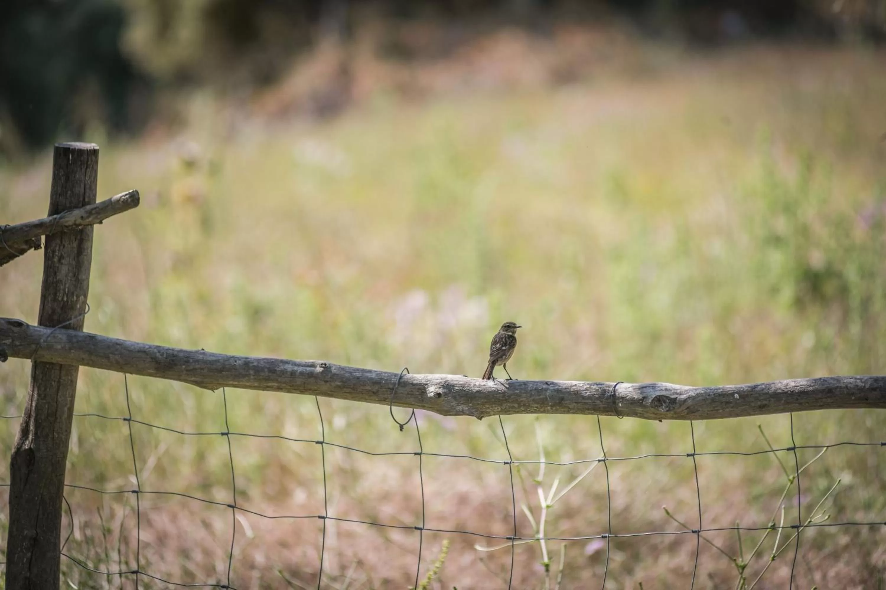 Natural landscape in Monnàber Vell