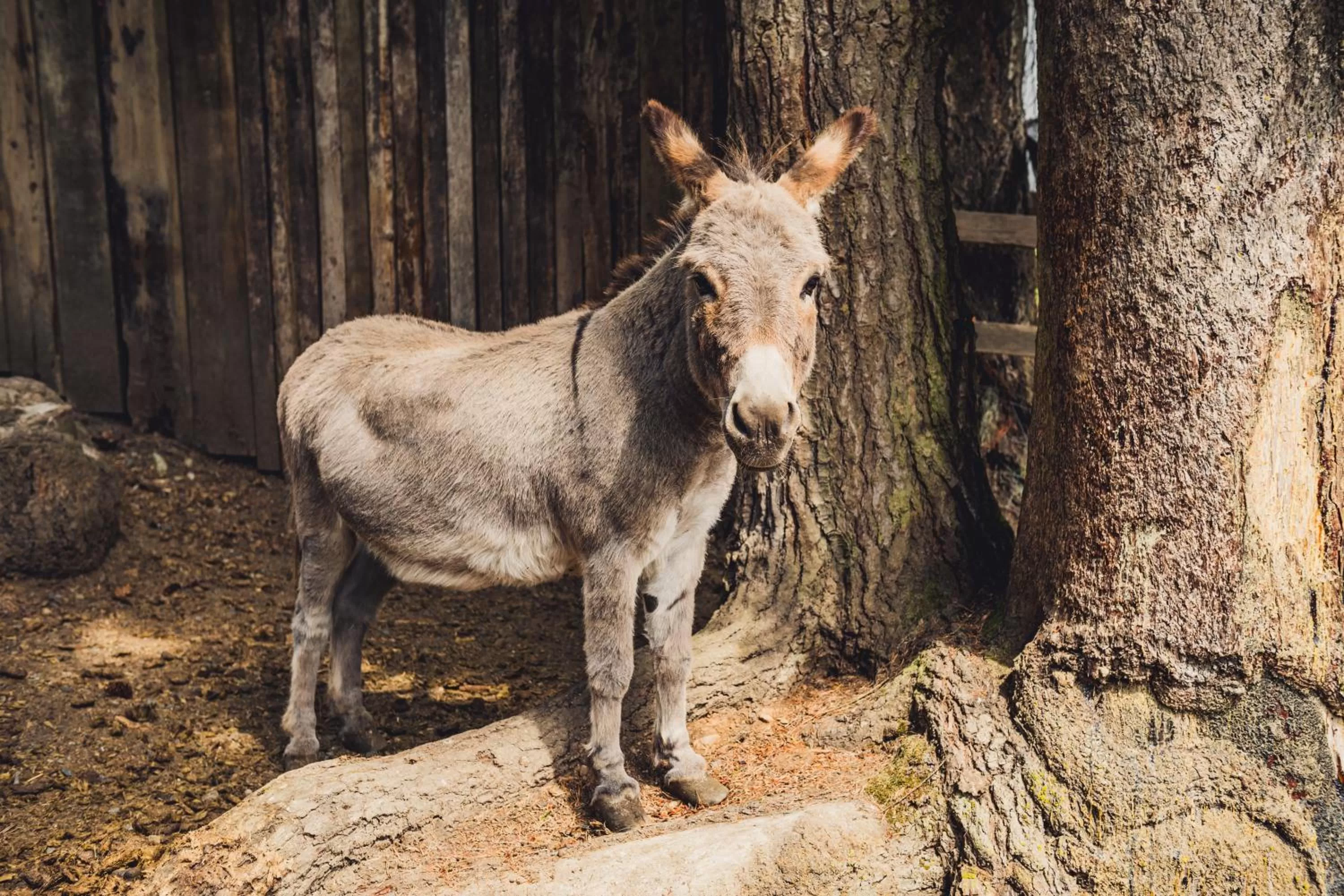 Animals in Misty Meadows B and B