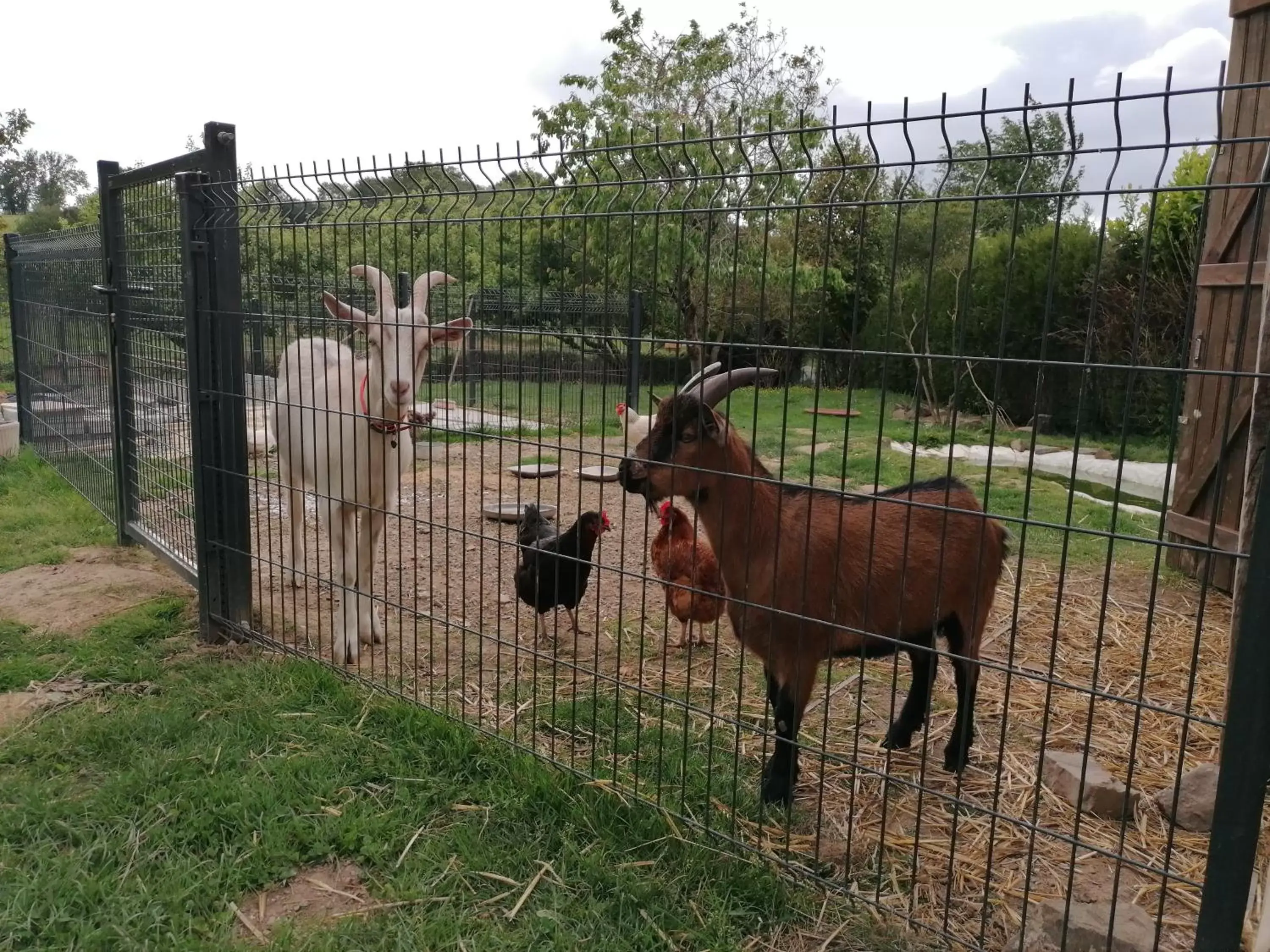 Animals, Other Animals in La Parisière