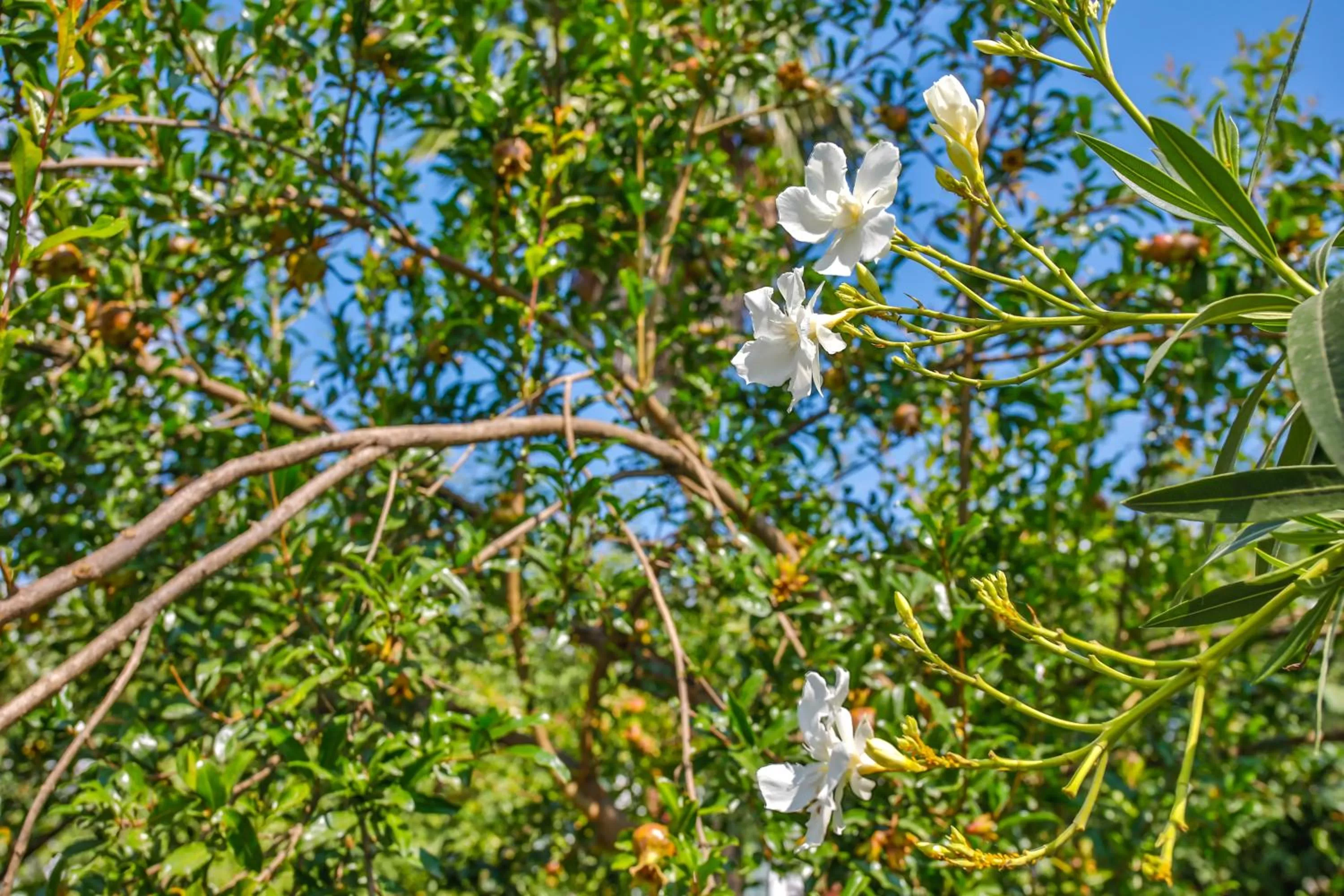 Garden, Other Animals in Book Hotel