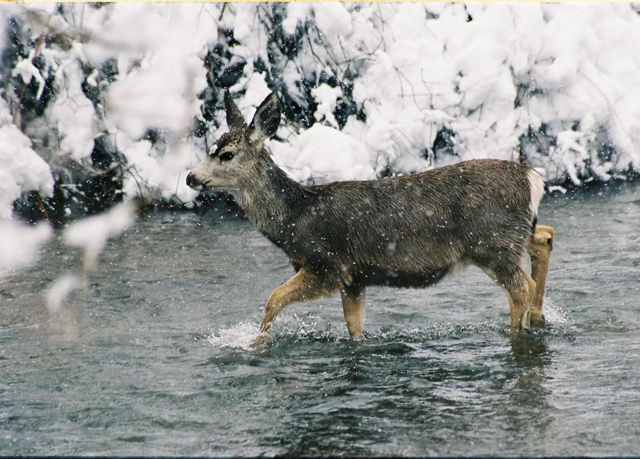 River view, Other Animals in Copper King Lodge