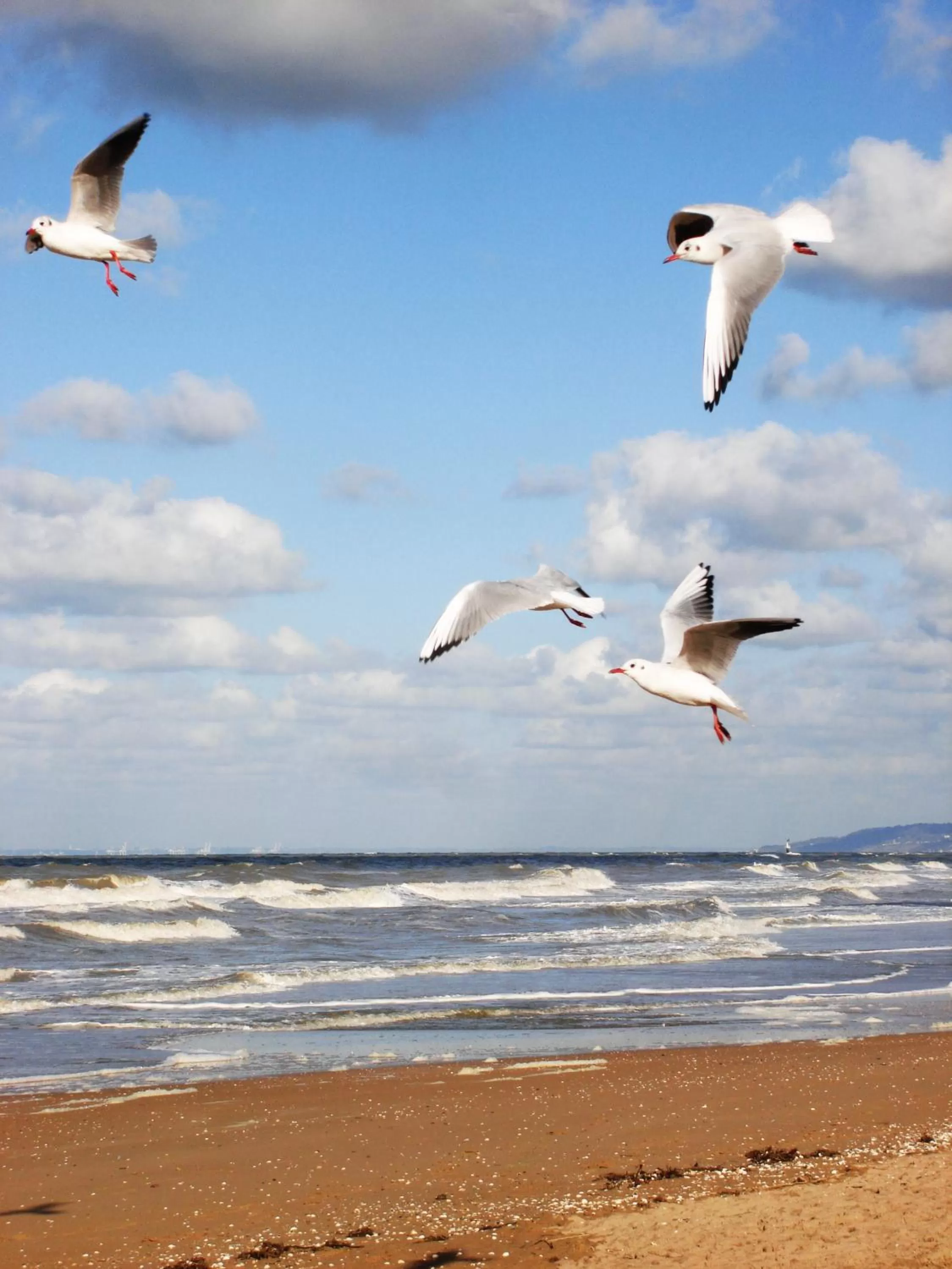 Beach in La Romance et la Romanesque