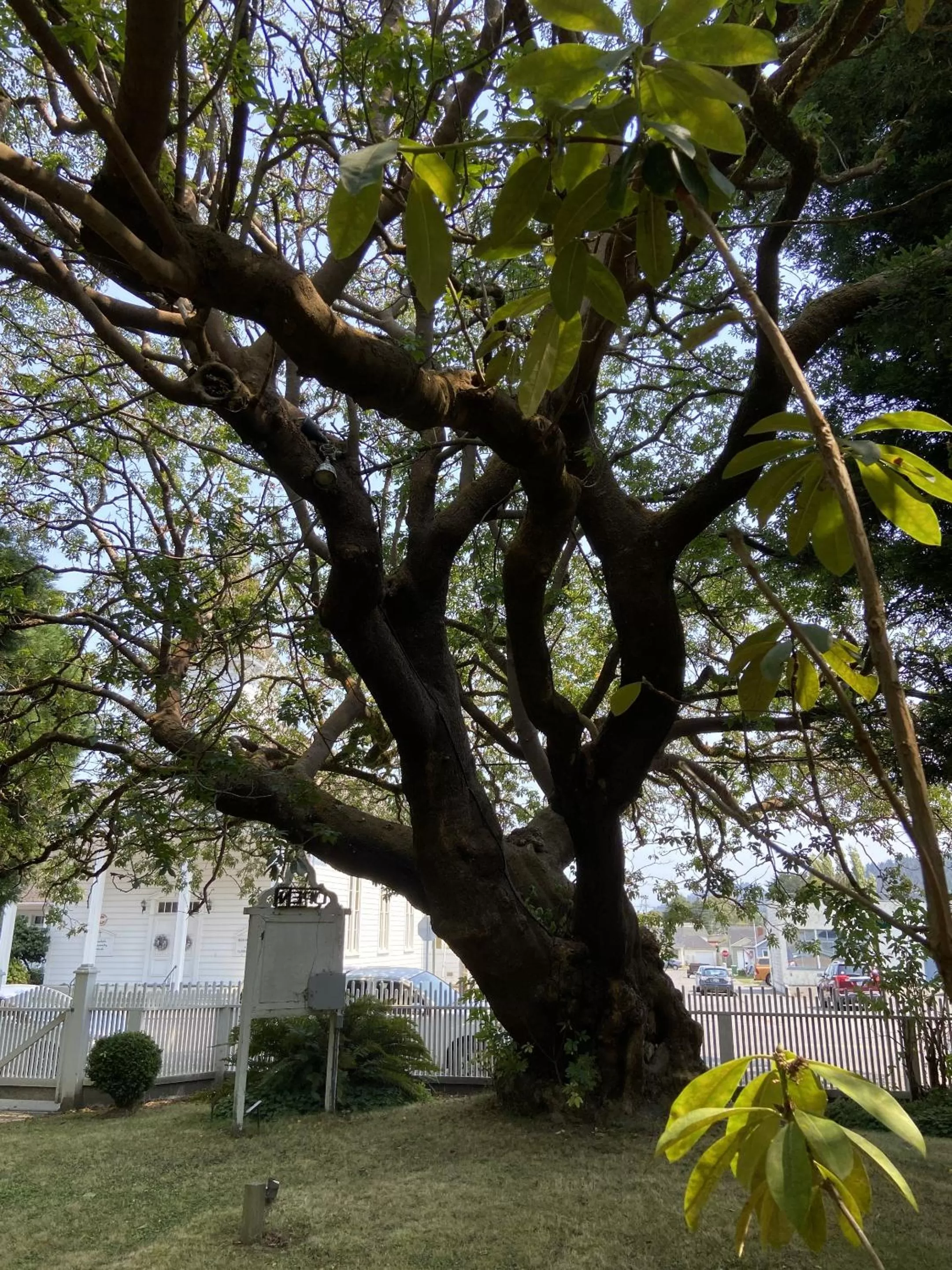 Garden in Shaw House Inn