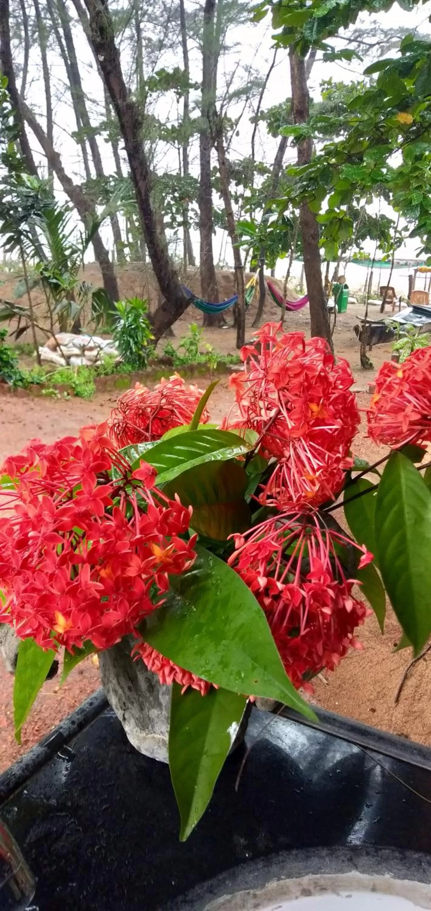 Garden in OmBodhi Retreat
