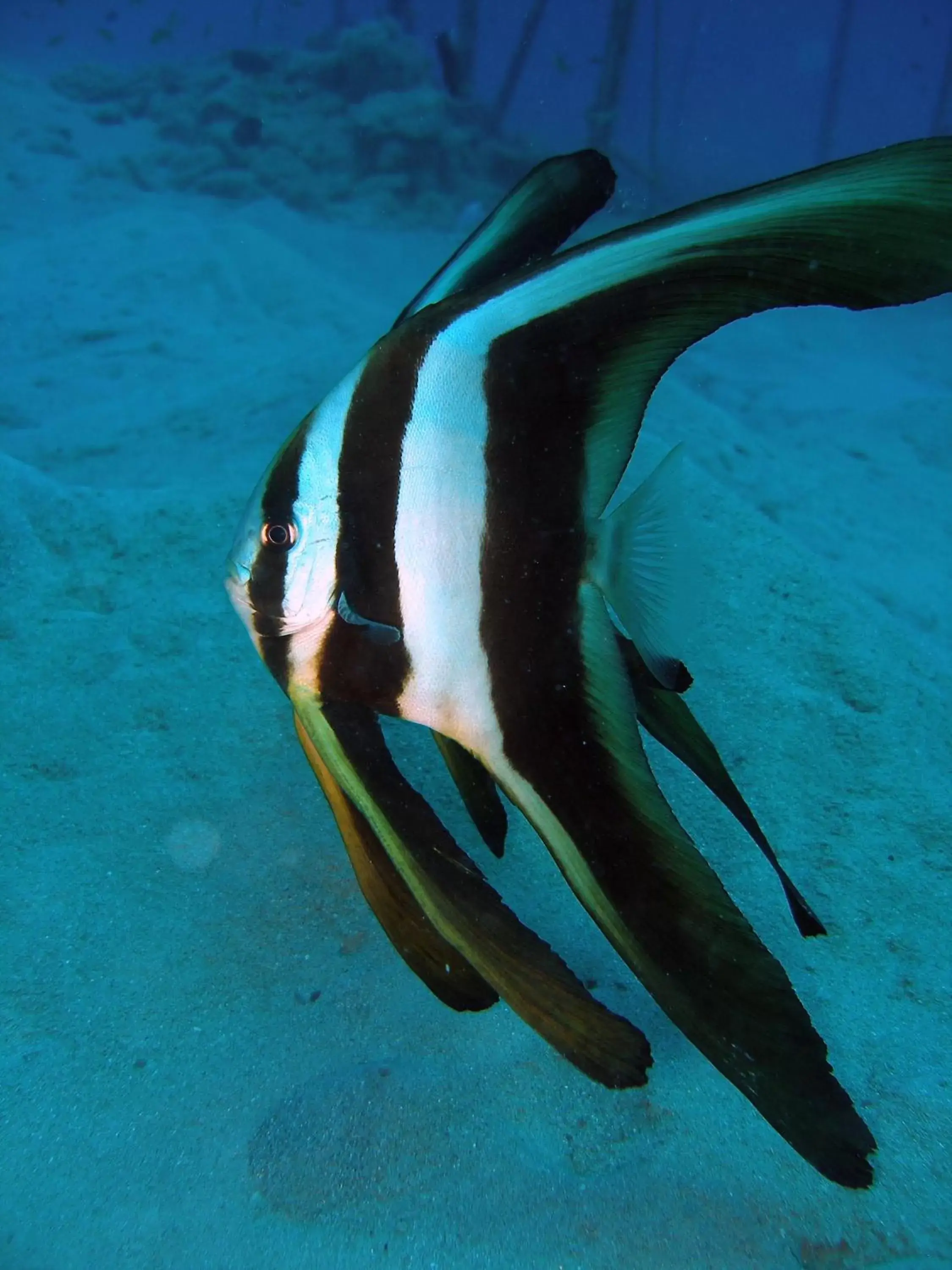 Snorkeling, Other Animals in Coral Sun Beach