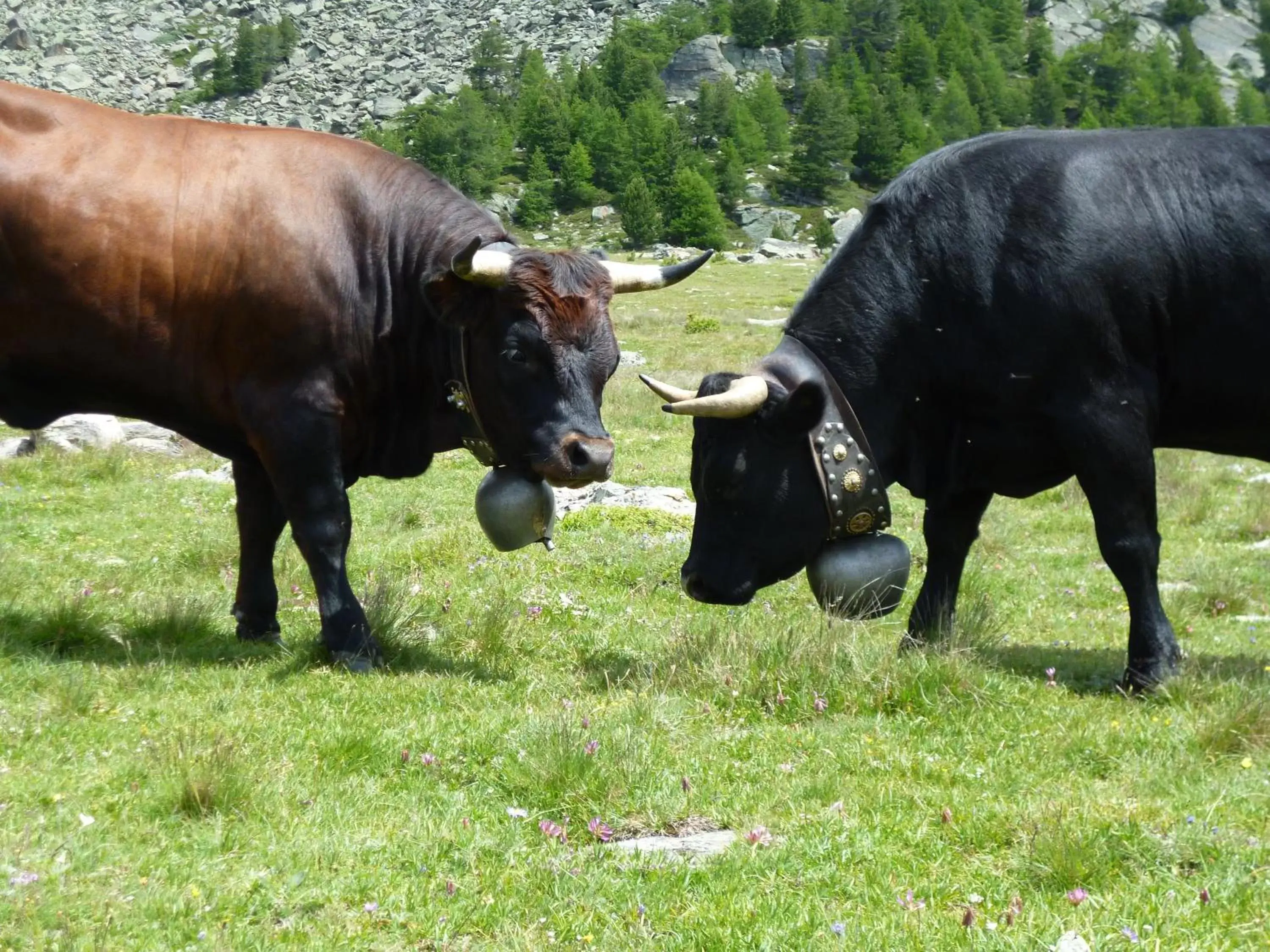 Summer, Other Animals in Hotel Garni Jägerhof