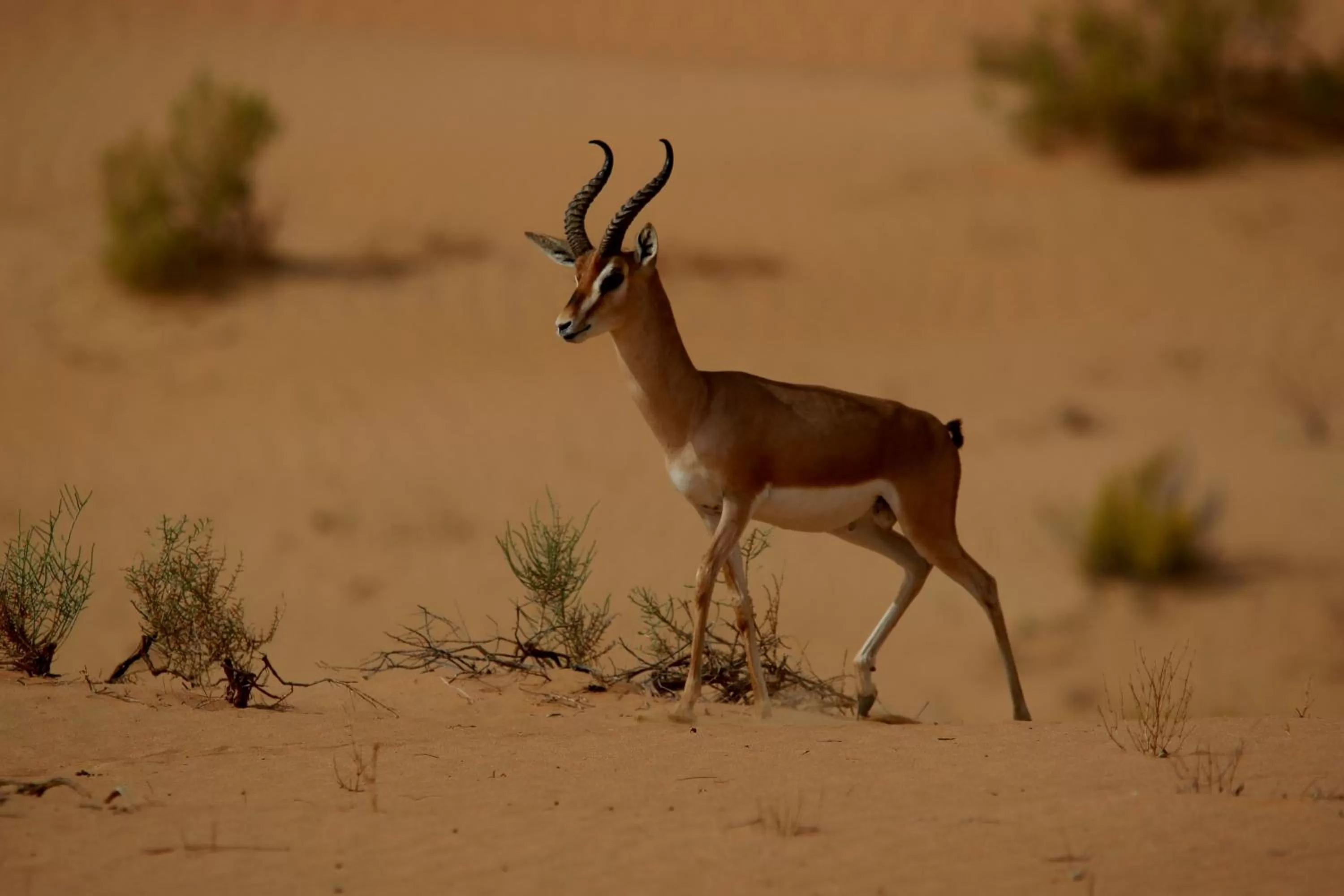 Animals in Telal Resort Al Ain
