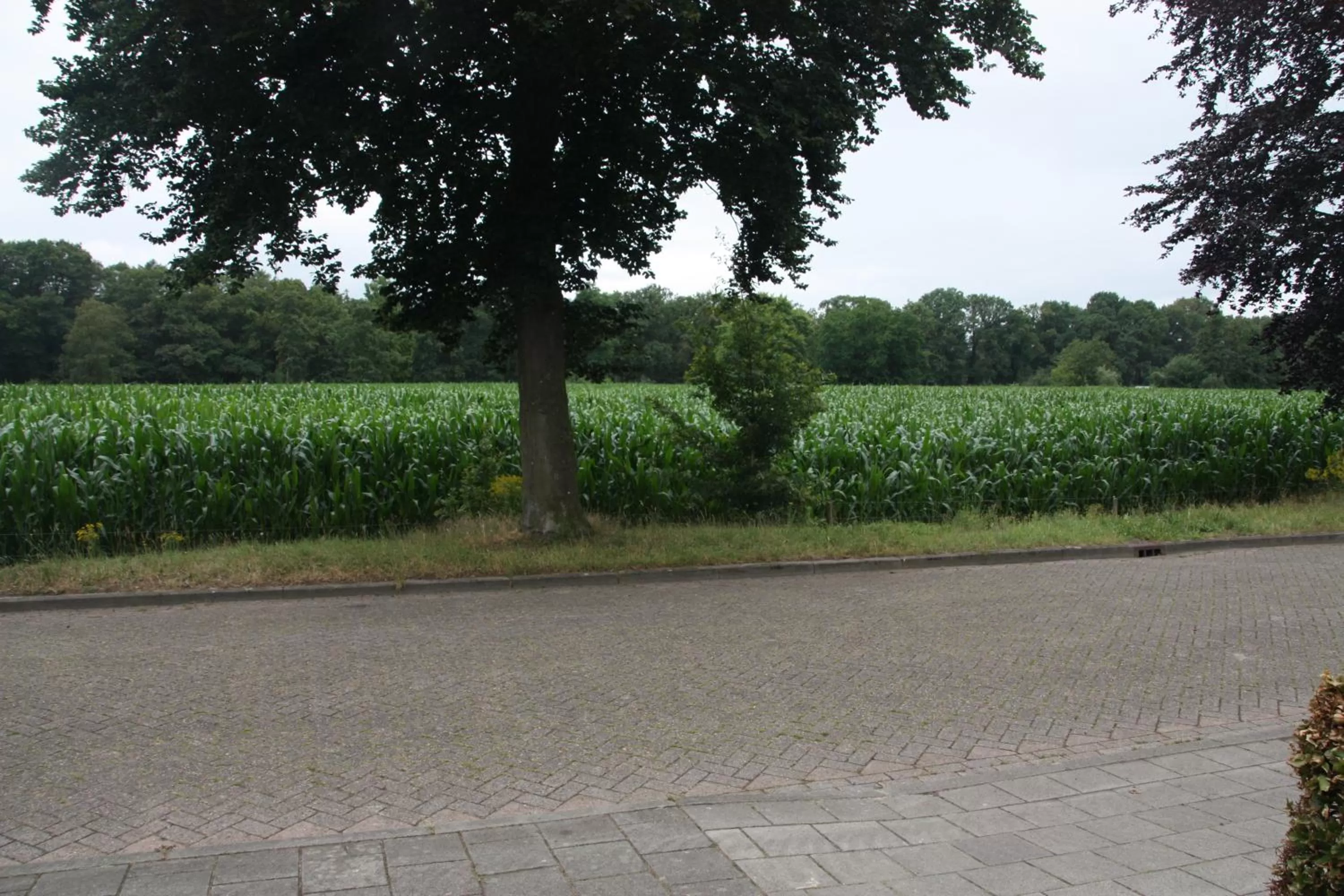 View (from property/room) in tisOKE