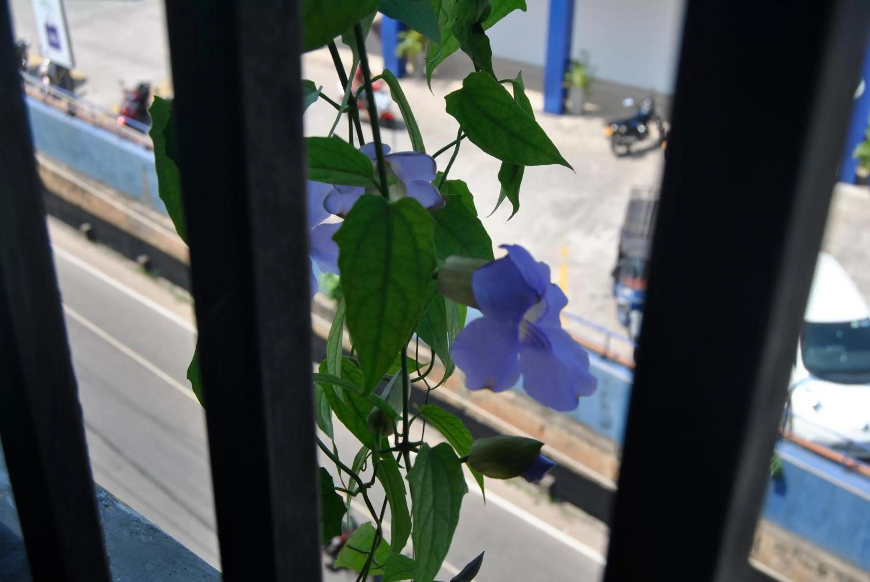 Balcony/Terrace in The Canoe