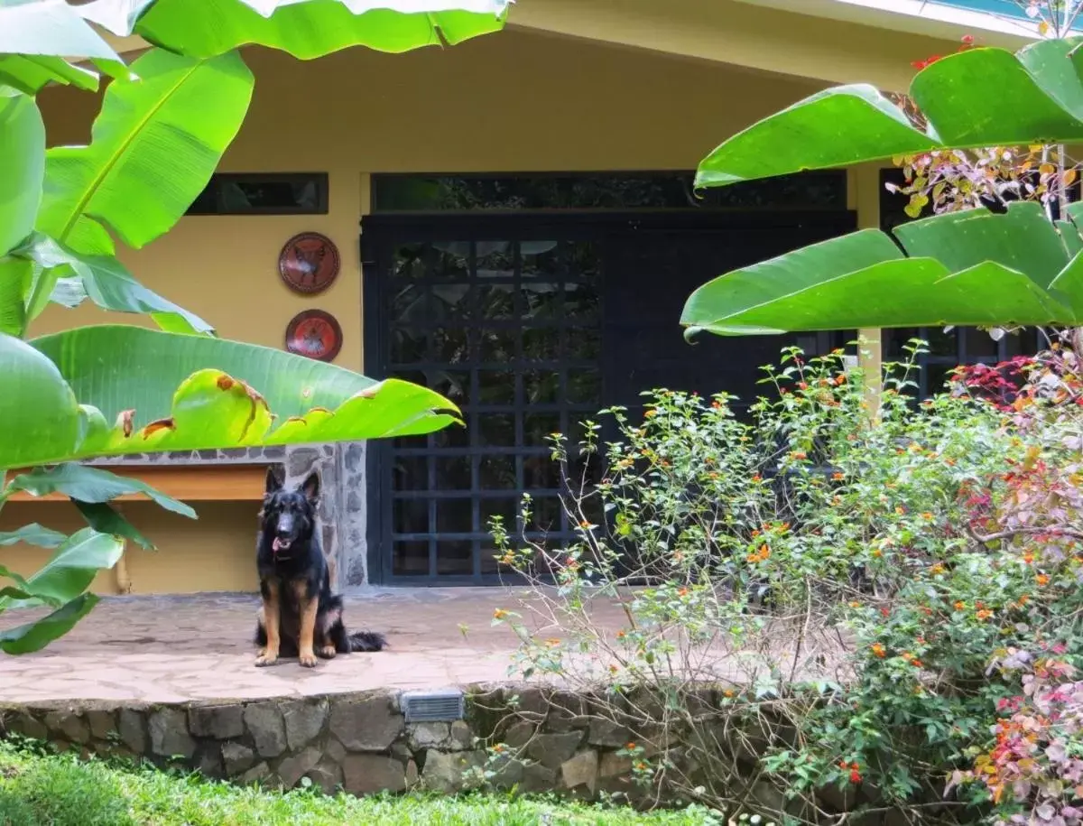 Other Animals in Pura Vida Hotel