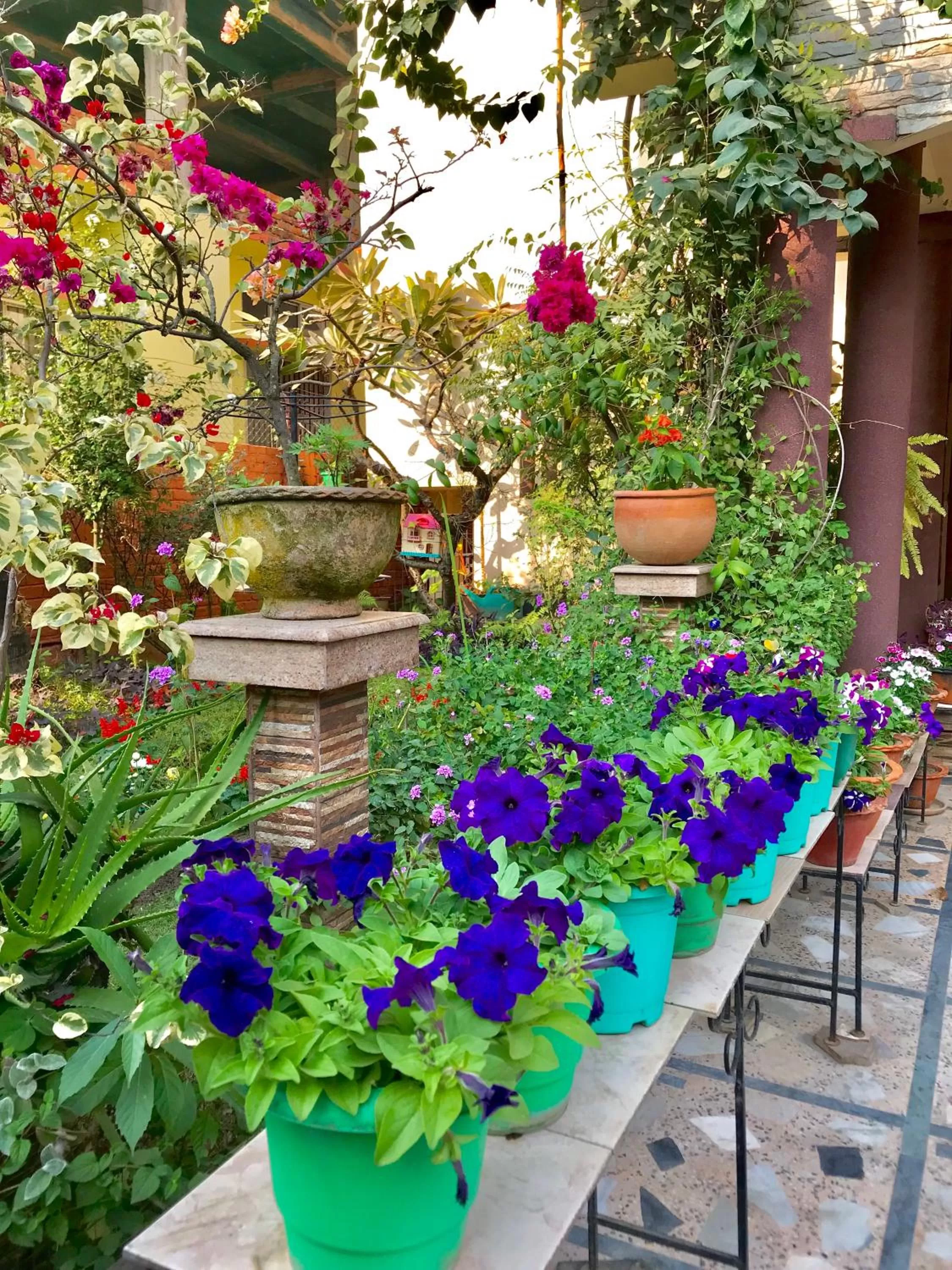 Garden in Bougainvillea