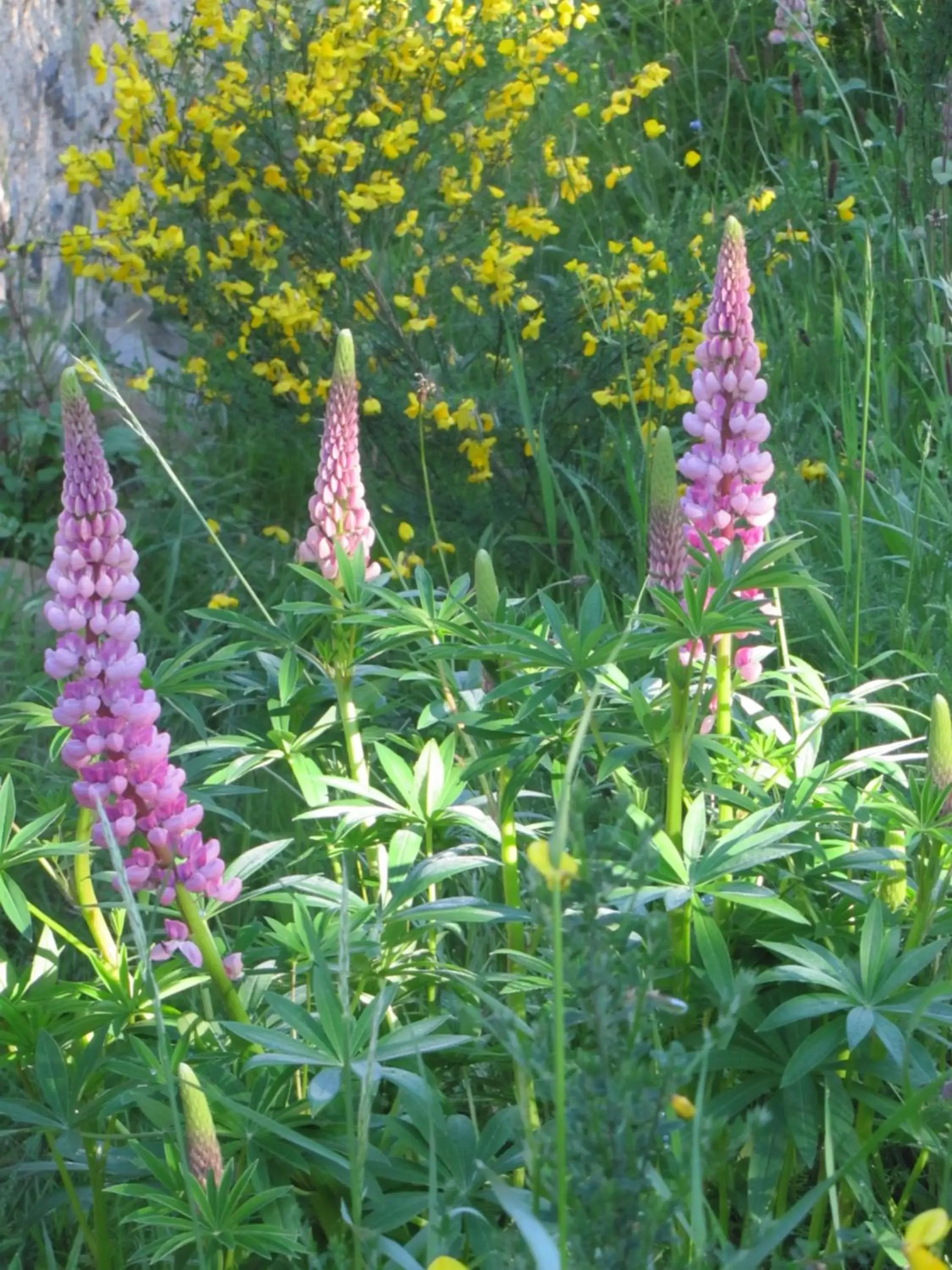 Garden in chambre d'hôtes Paulette et Pépin