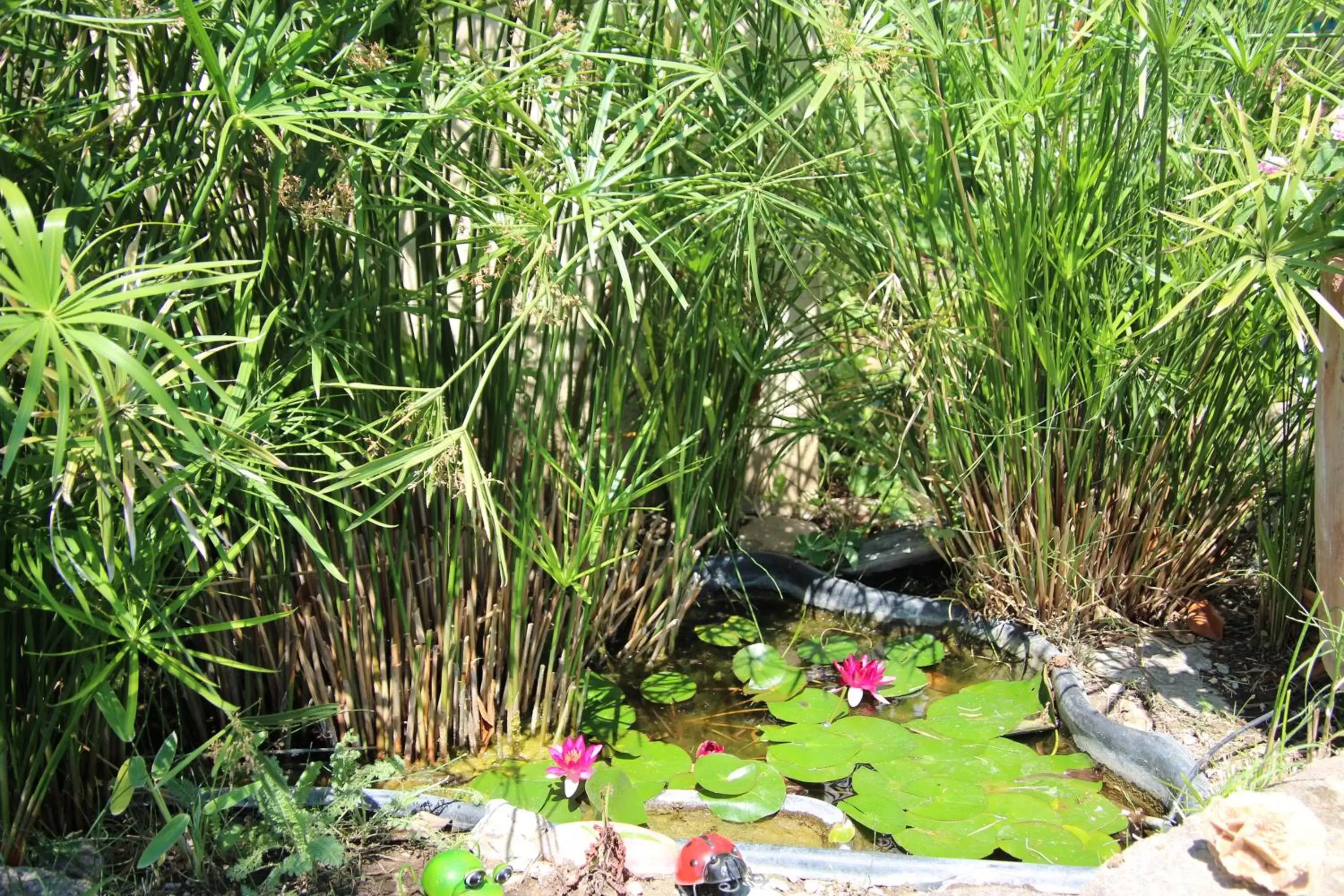 Garden in LE MAS COTHY en Provence