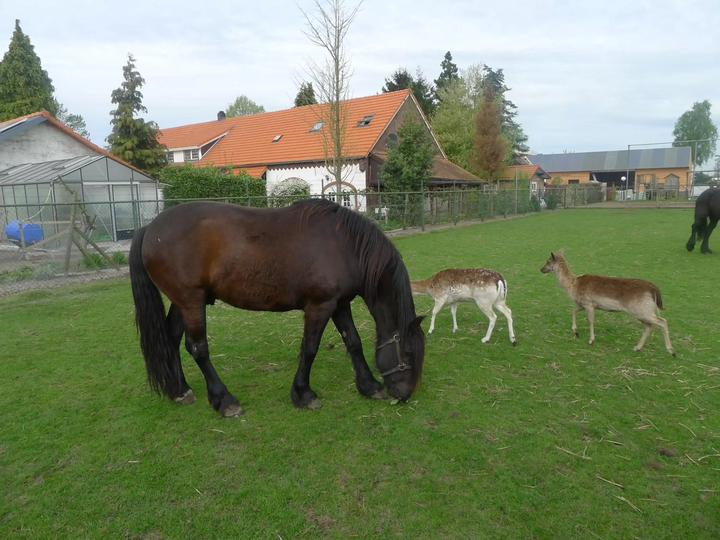 Neighbourhood, Other Animals in B&B De Kleine Wijngaard