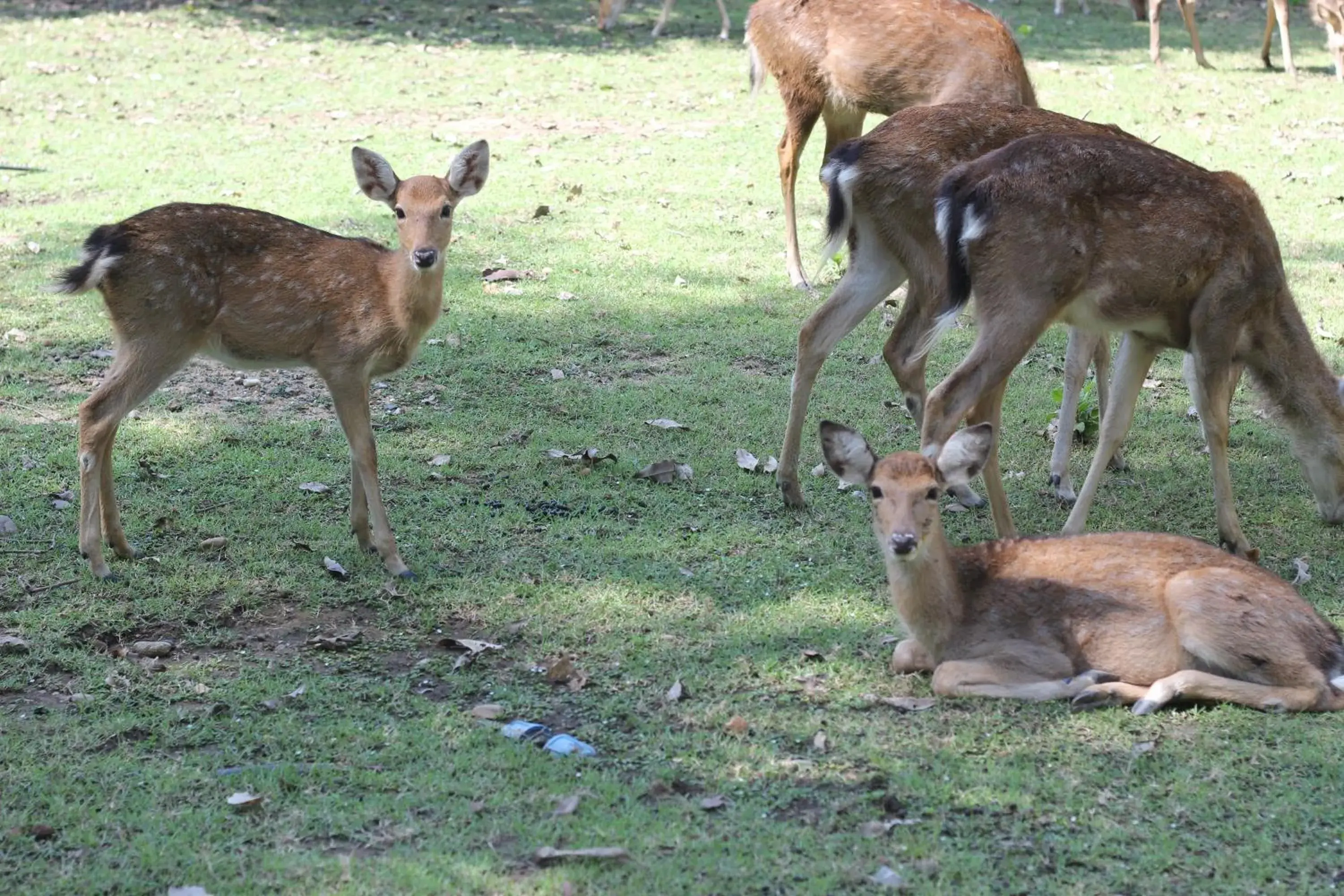 Nearby landmark, Other Animals in Foresta Villa