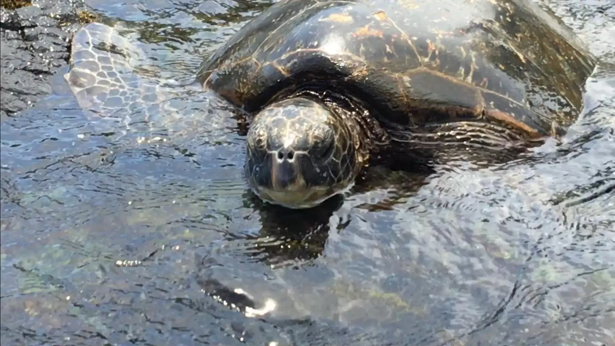 Other Animals in Hawaii Island Resort