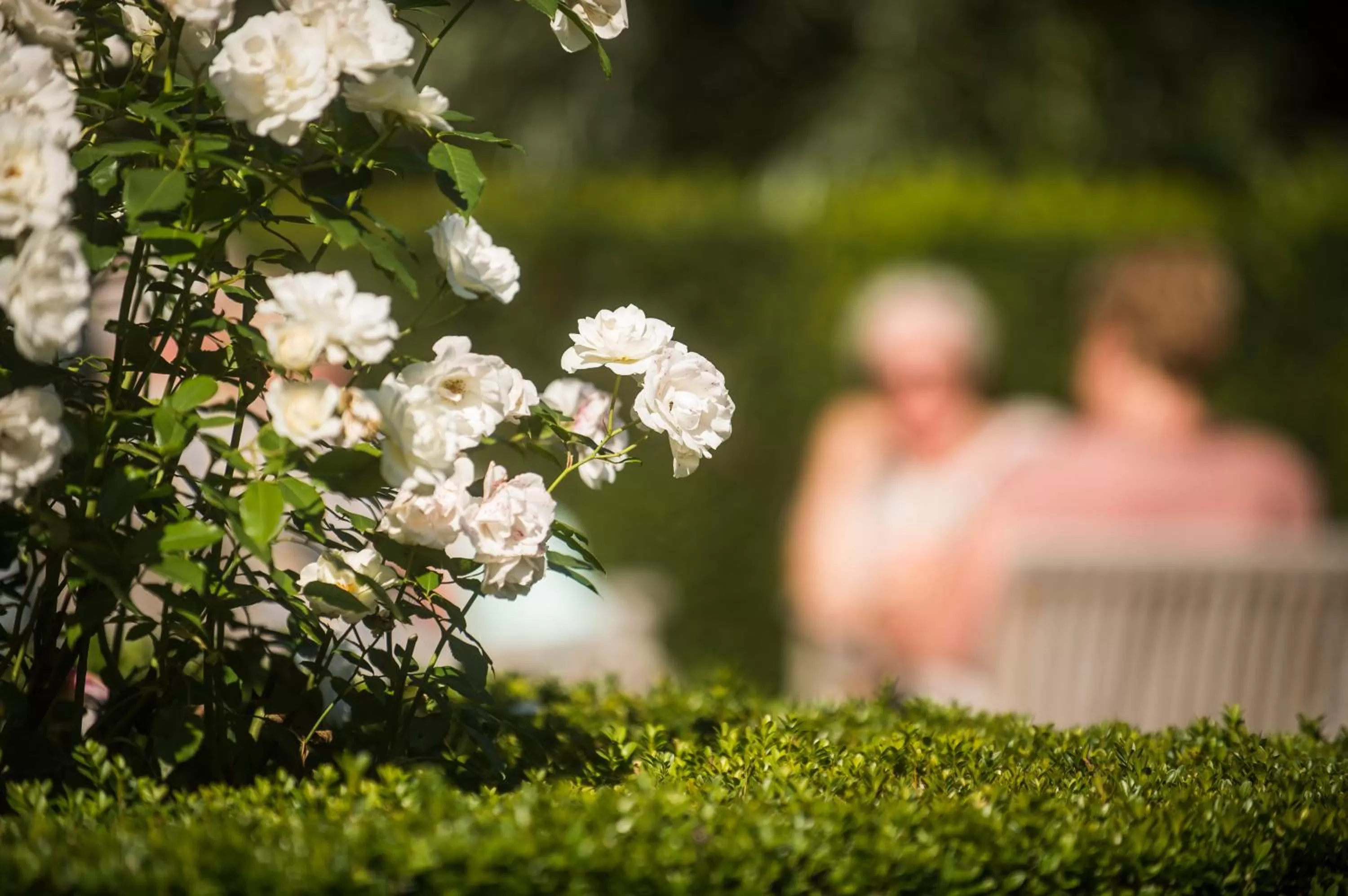 Garden in Begijnhof Hotel