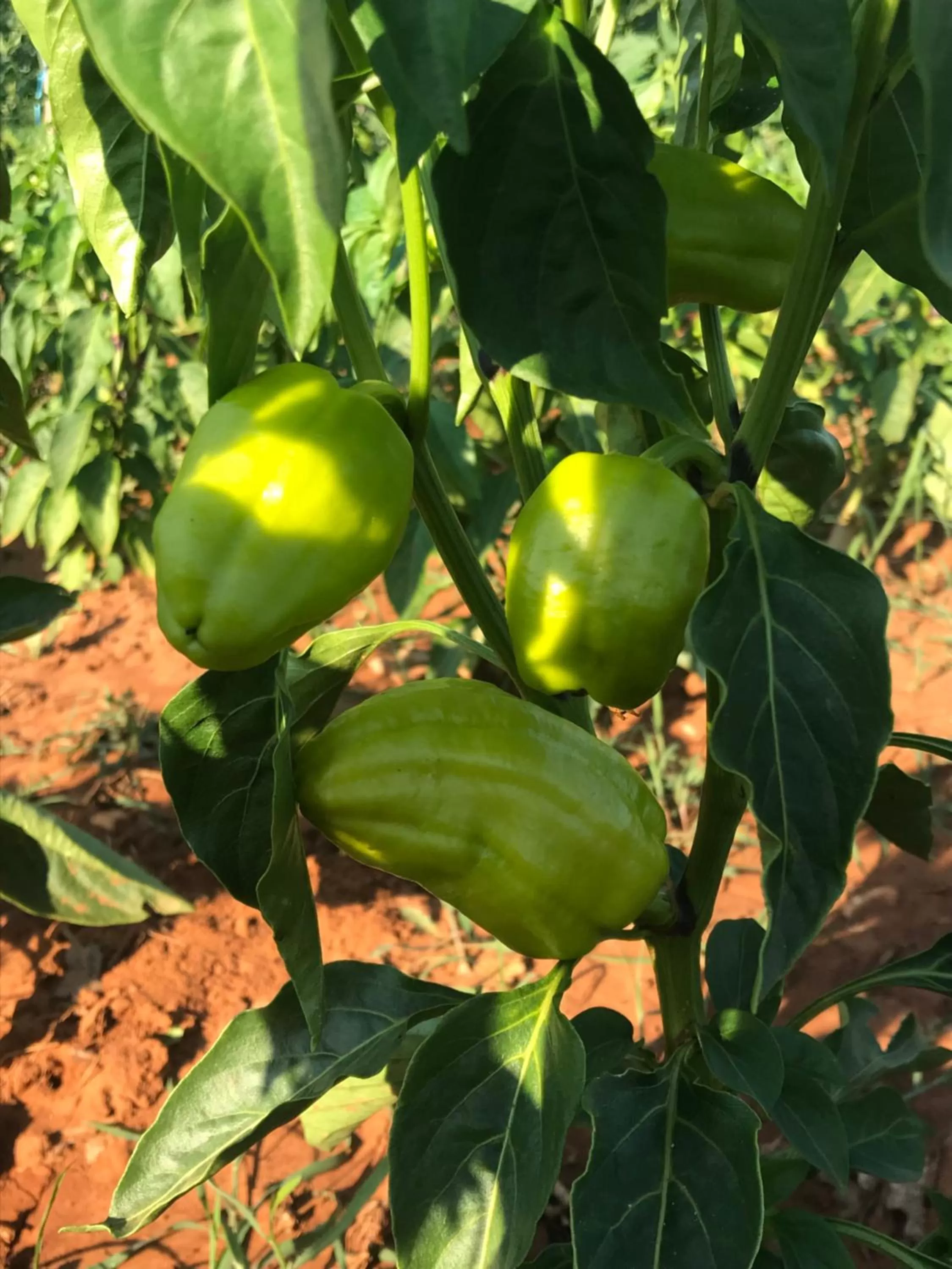 Restaurant/places to eat in Villa Flowers