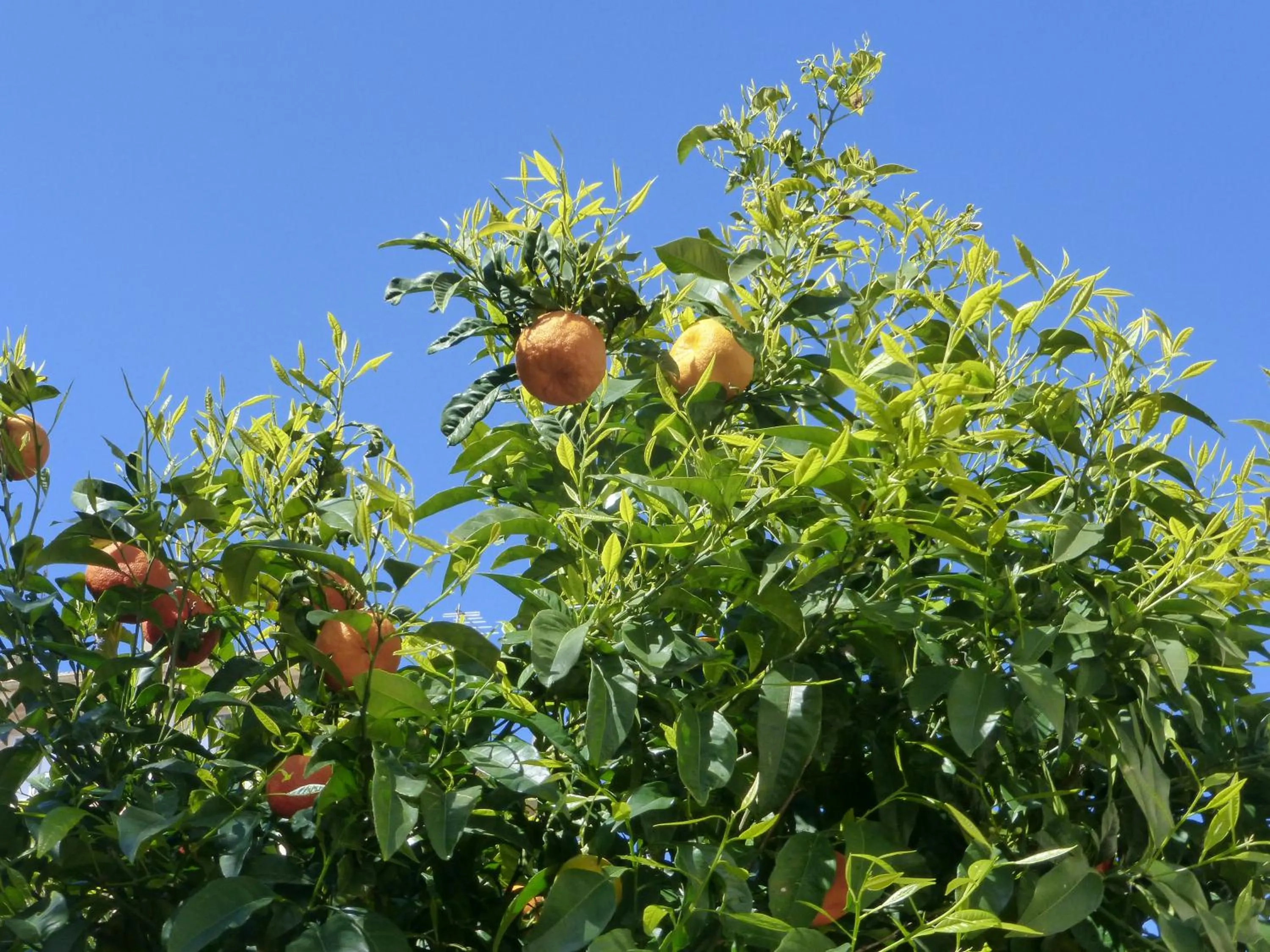 Hotel le Castellamar