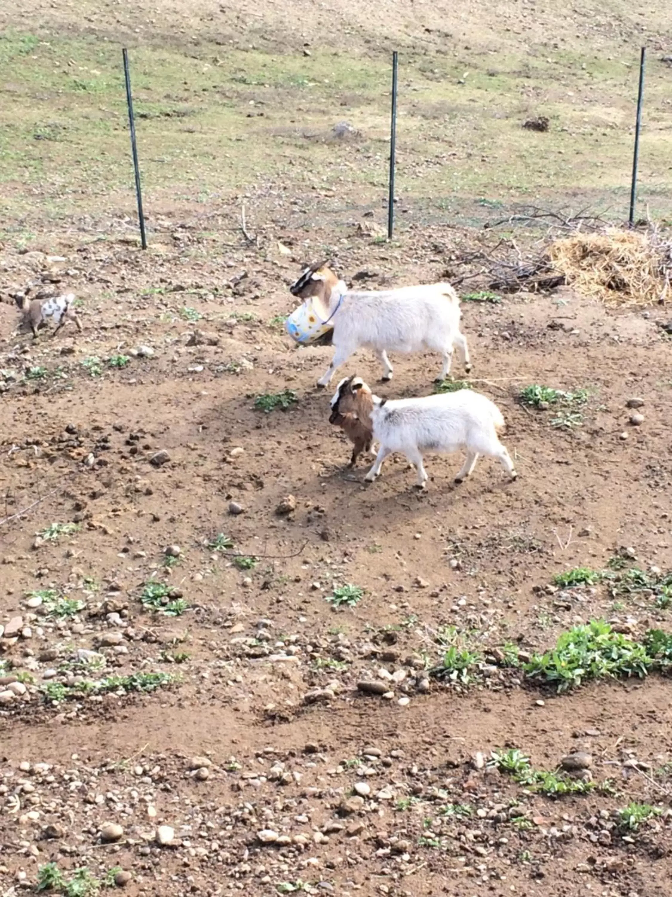 Animals, Other Animals in Hotel Ristorante Termitito