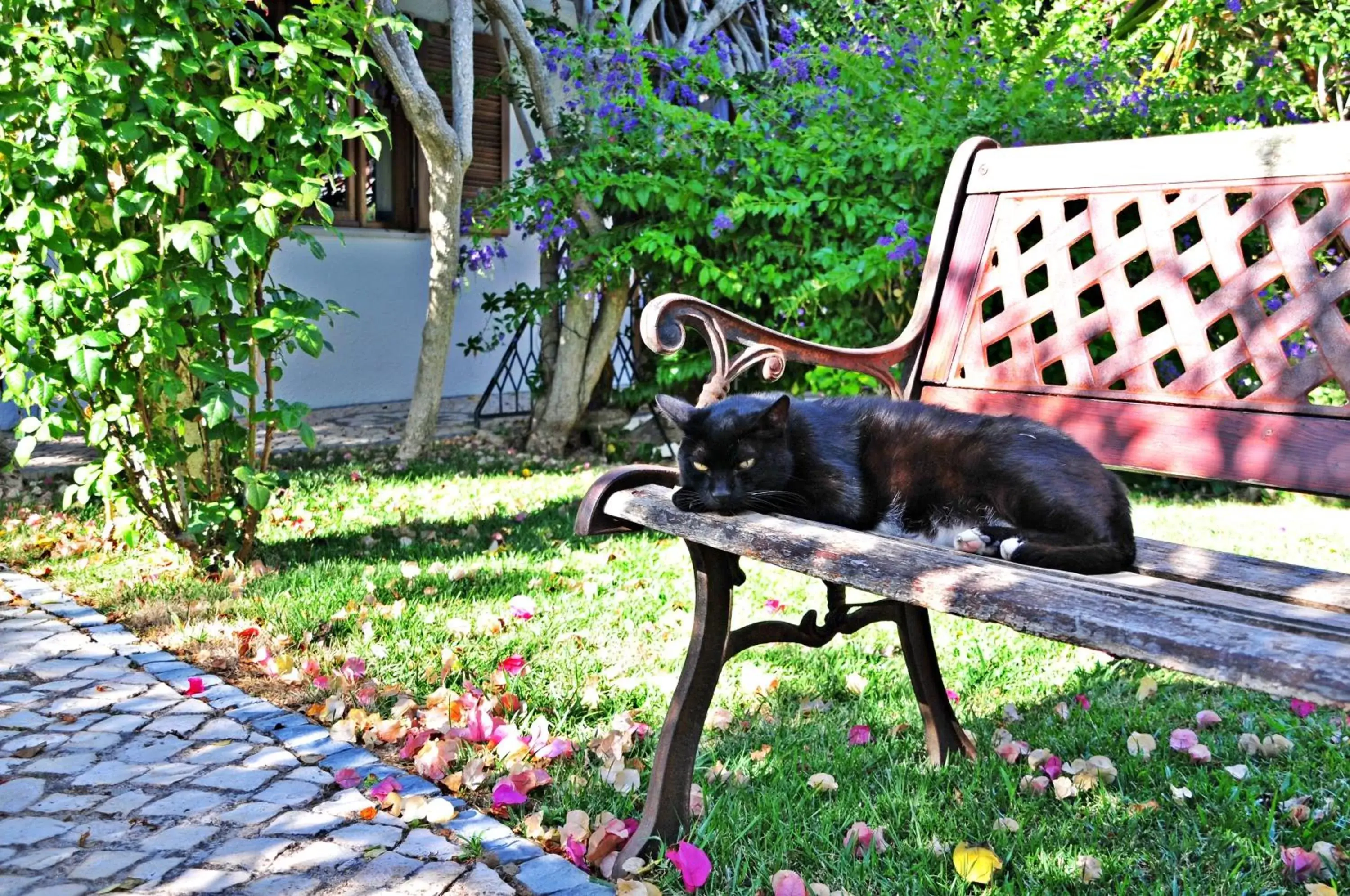 Garden, Pets in Uma Casa a Beira Sol