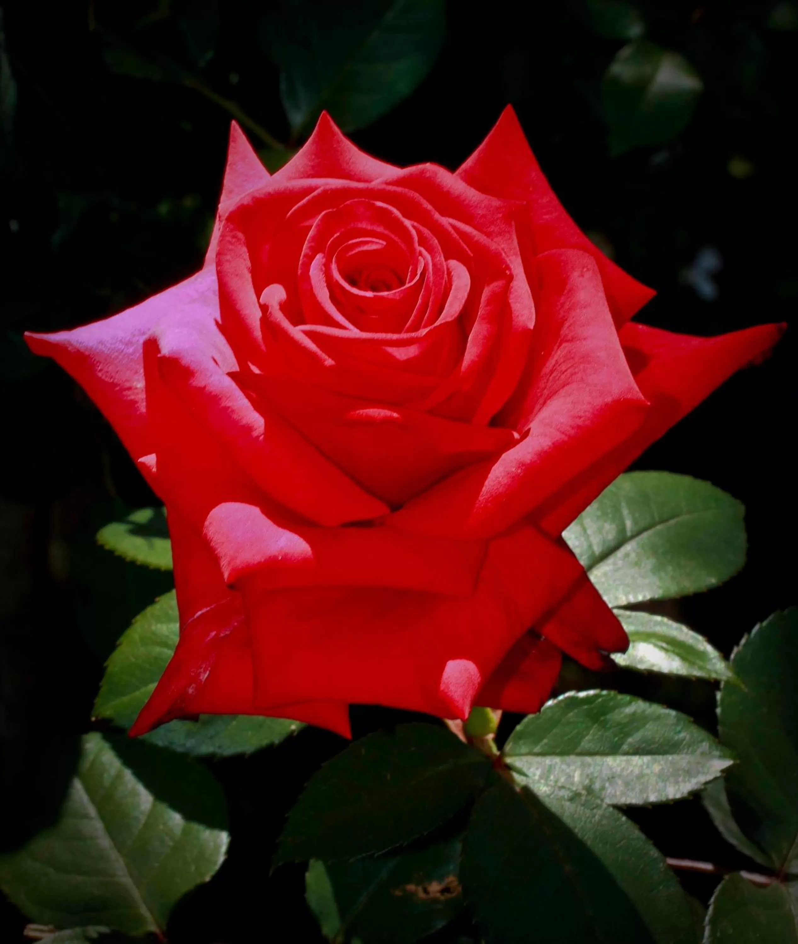 Spring in Montagu Vines Guesthouse