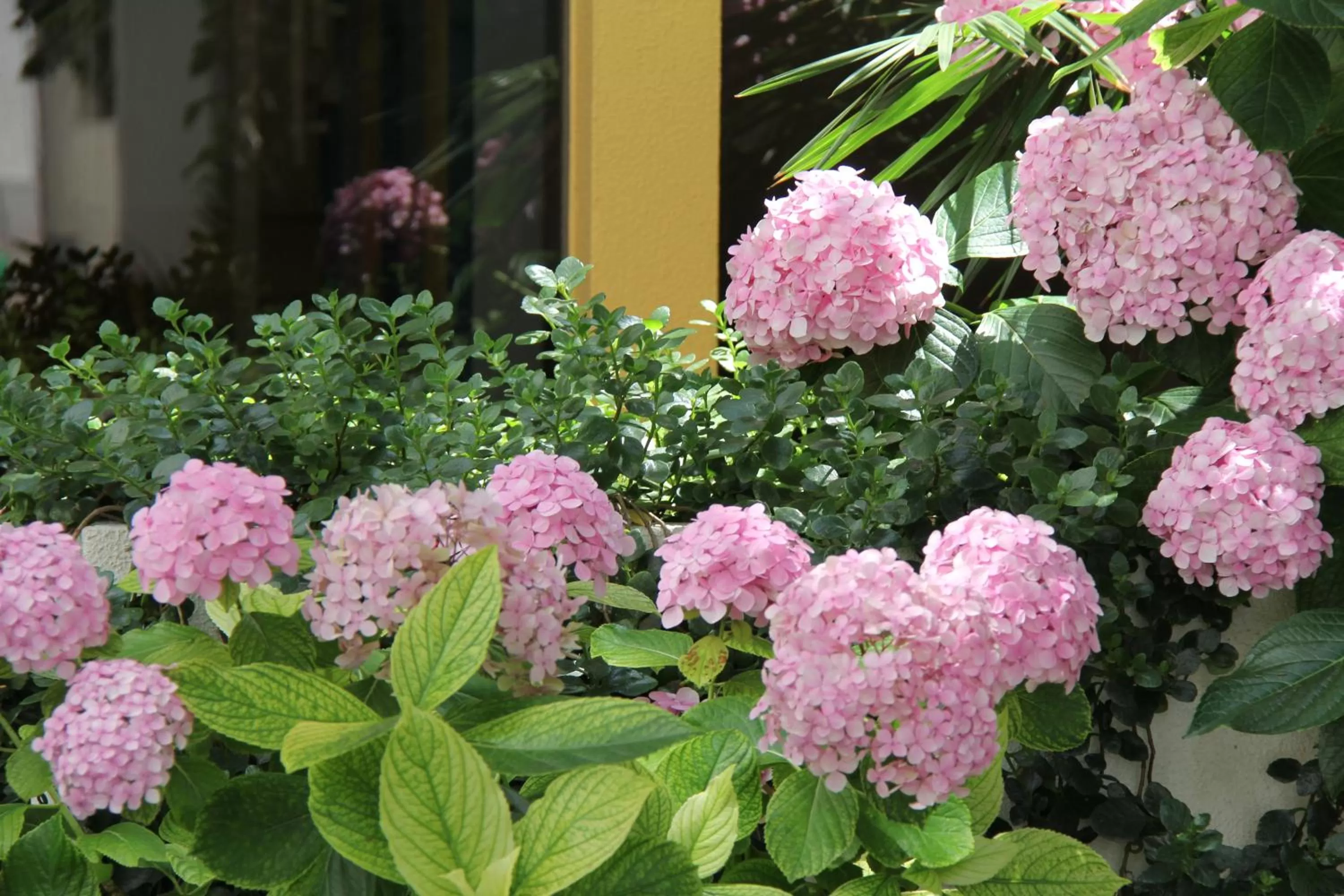 Garden in Hotel Veleiro